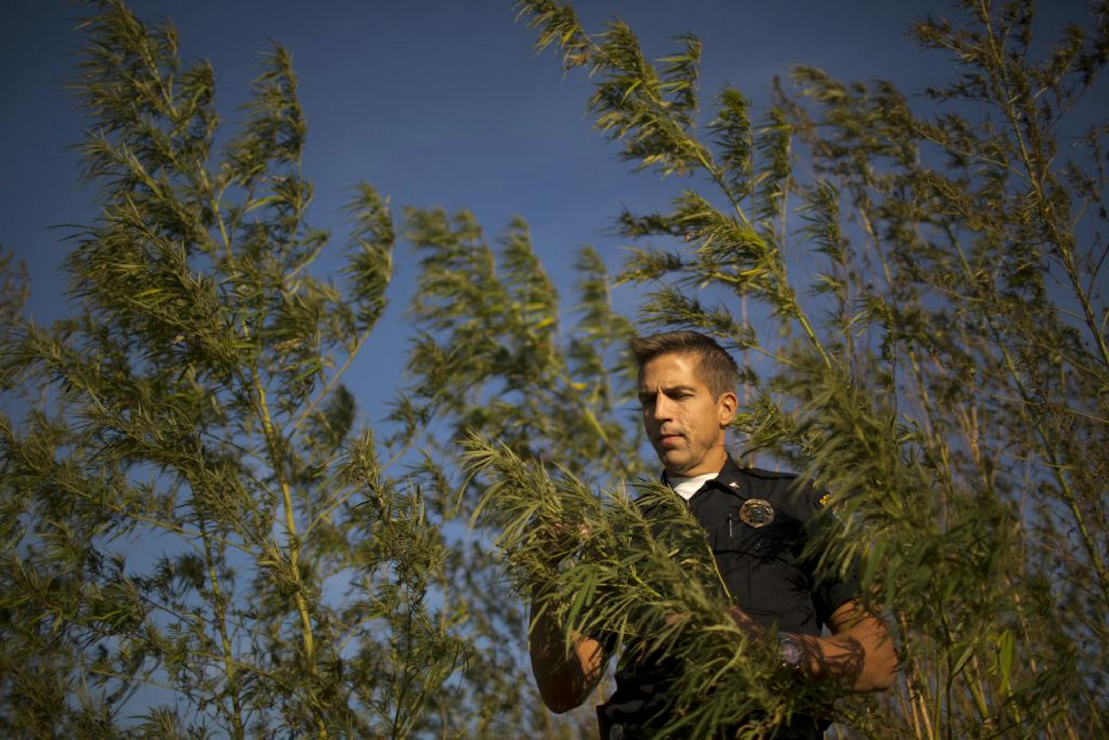 Coon Rapids Police Chief Brad Wise examined a hemp cultivar that had been reported as a suspected marijuana plant in a remote part of the city.