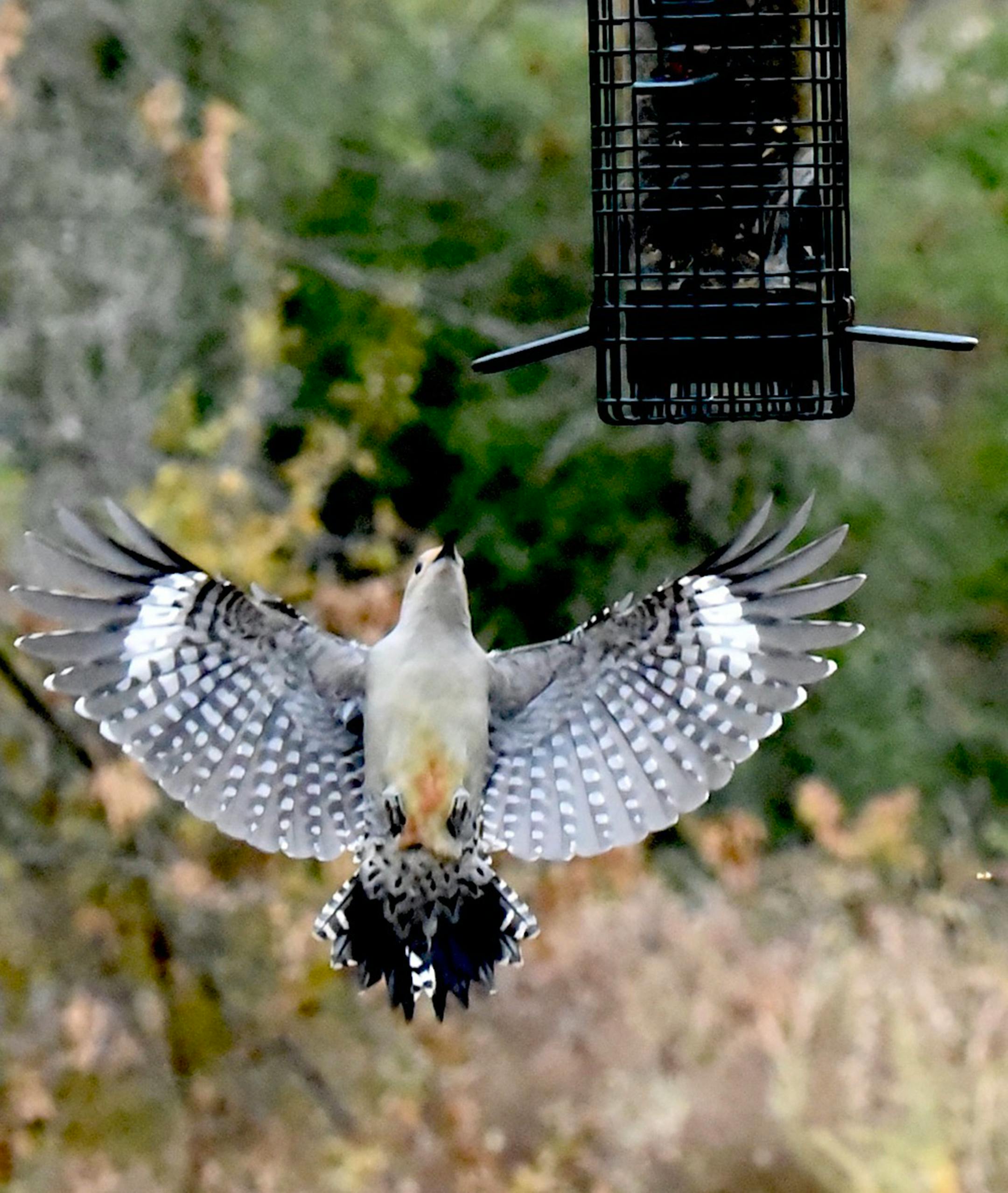 From some angles, the red belly of a red-bellied woodpecker is more obvious. Jim Williams photo