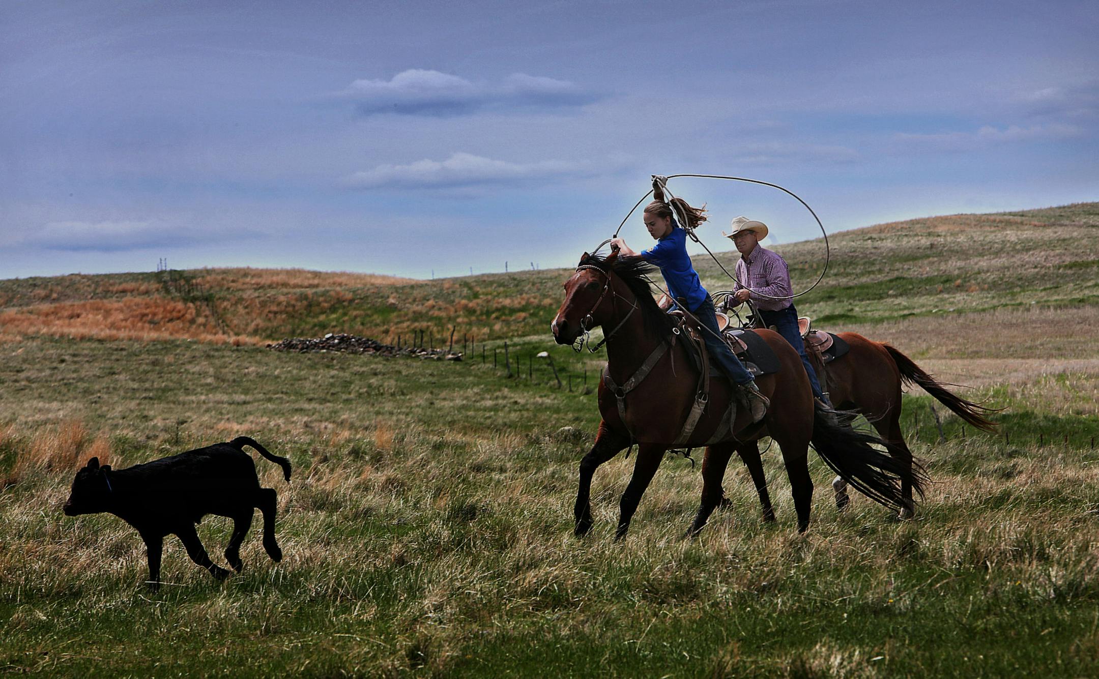 Abby Hepper rounded up a loose calf under the watchful eye of her dad, Jeff Hepper. ] (JIM GEHRZ/STAR TRIBUNE) / October 23, 2013, Keene, ND ‚Äì BACKGROUND INFORMATION- PHOTOS FOR USE IN SECOND PART OF NORTH DAKOTA OIL BOOM PROJECT: Rounding up of cattle and branding calves is a tradition handed down through generations of North Dakotans in the spring each year. Families take turns helping one another carry out the arduous, annual rite all over the state, including in the tiny t