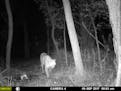 A trail camera captured a cougar on the move Sept. 9 in Otter Tail County.