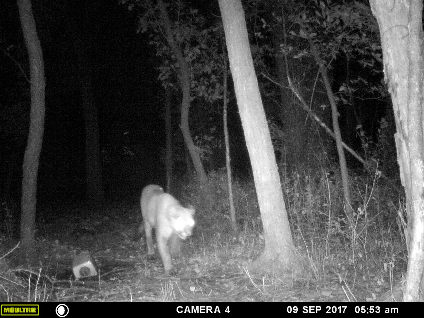 A trail camera captured a cougar on the move Sept. 9 in Otter Tail County.