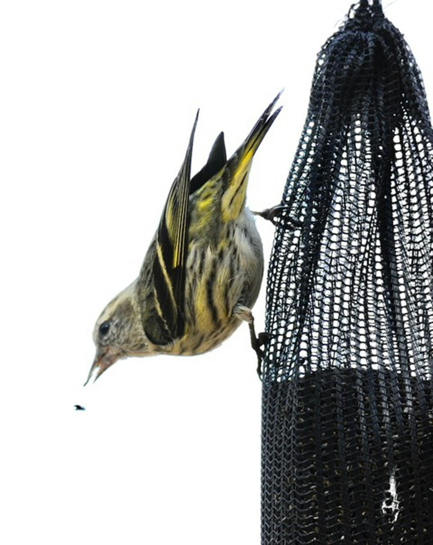 A pine siskin enjoys a seed sock. Jim Williams photo