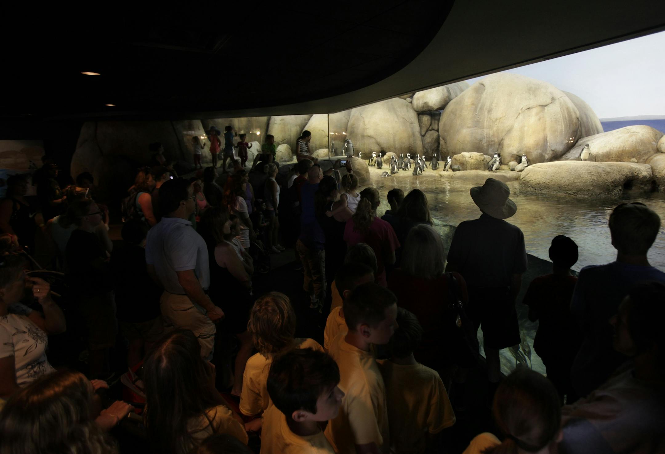 A large group of Minnesota Zoo visitors gathered to see the two penguins that were born in March at the Minnesota Zoo on July10, 2013.