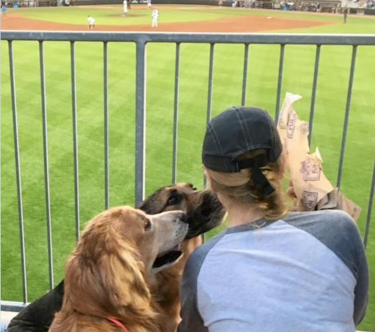 St. Paul Saints fans by the hundreds brought their dogs to Saturday's game at CHS Field.