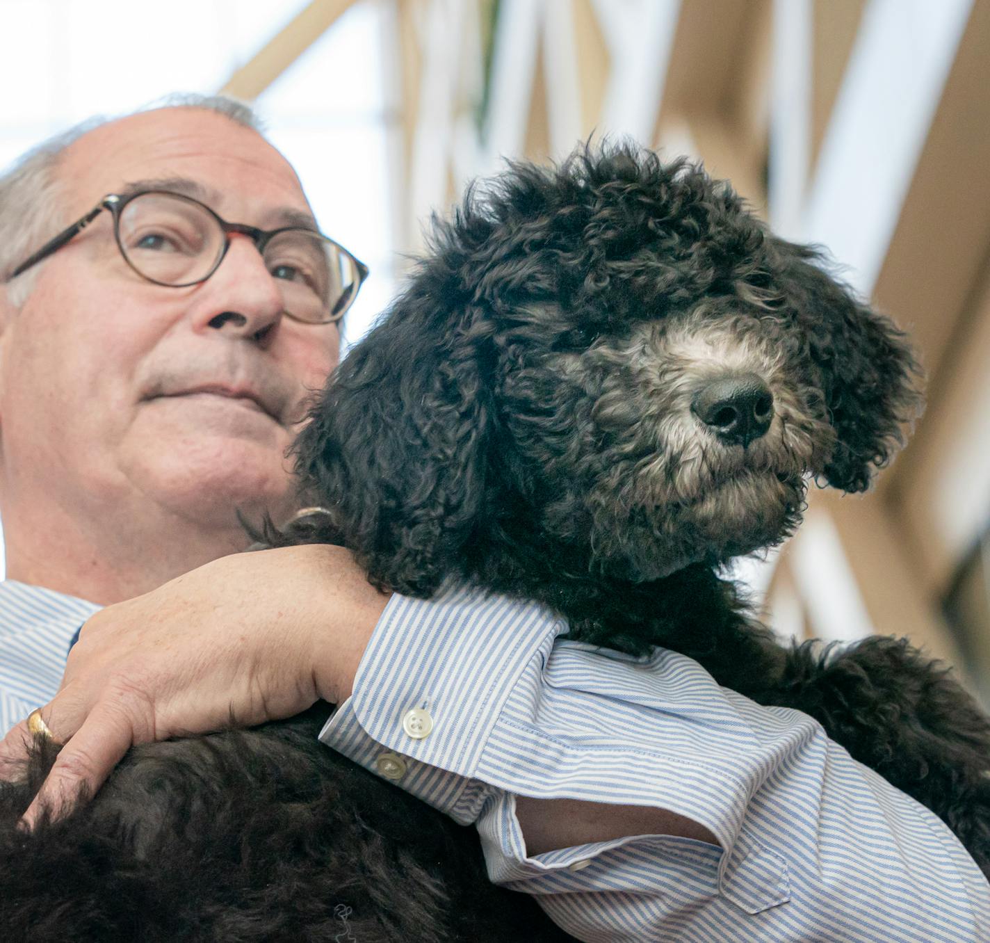 County Attorney Mike Freeman introduced the office's first ever emotional support animal, a golden doodle named Barrett. Barrett's trainer, Kathryn Newman, right, was with them. The four month old puppy has lots of training ahead, then will be used to help people in traumatic situations work better with the attorney's office. ] GLEN STUBBE &#x2022; glen.stubbe@startribune.com Tuesday, December 31, 2019