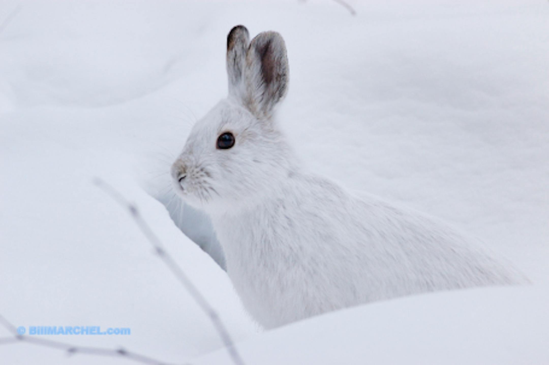 01070-018.18 Snowshoe Hare (DIGITAL) shows remarkable crytic coloration as it sits in snow in forest typical of species. H6L1