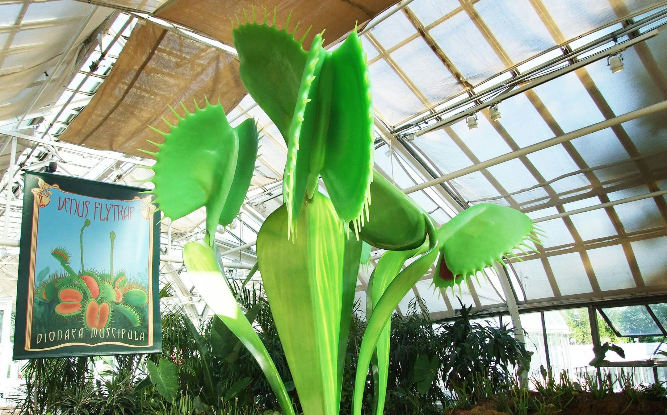 Venus Fly Trap, Minnesota Landscape Arboretum