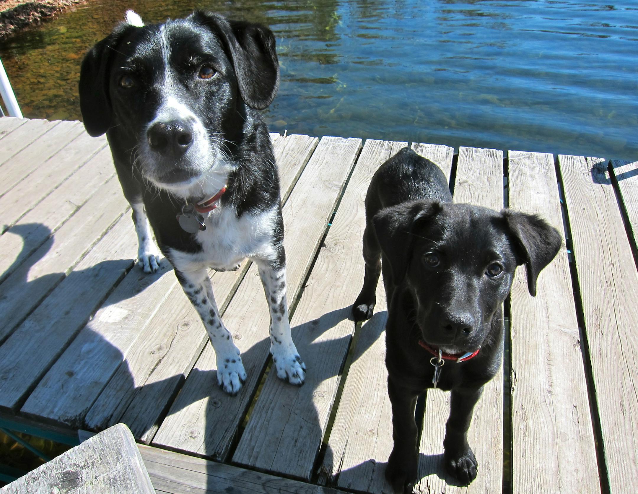Riley and his sister, Rosie. One impassive, the other ebullient. They made a good team.