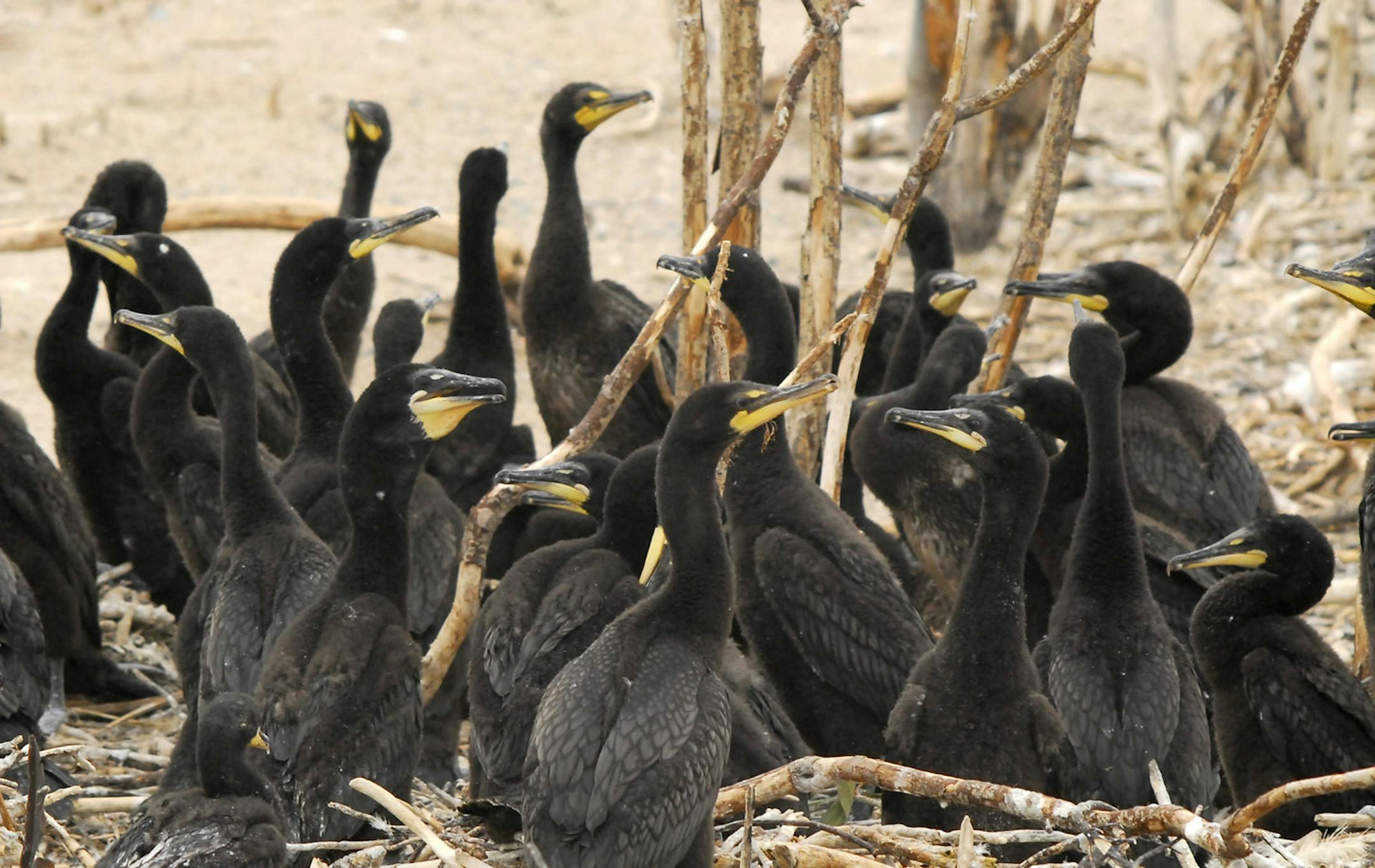 A face only a mother could love? A group of juvenile double-crested cormorants flocks together. The birds are social, hunting in numbers. credit: Jim Williams, special to the Star Tribune