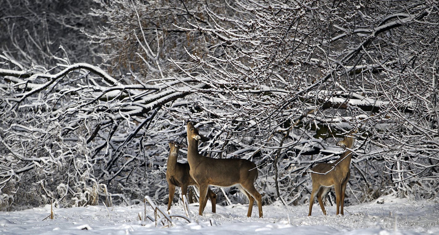 FILE - In this April 23, 2013 file photo, whitetail deer browse on tree buds in the Wood Lake Nature Center in Richfield, Minn. Researchers with the Minnesota Department of Natural Resources will be collecting white-tailed deer spleens the weekend of Nov. 9-10 as the state's main deer hunting season begins. (David Joles/Star Tribune via AP, File)