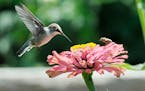 In this photo taken Tuesday, Aug. 4, 2015, a hummingbird and a bee pollinate a flower at the Veterans Therapeutic Gardens in Caldwell, Idaho. (Adam Es