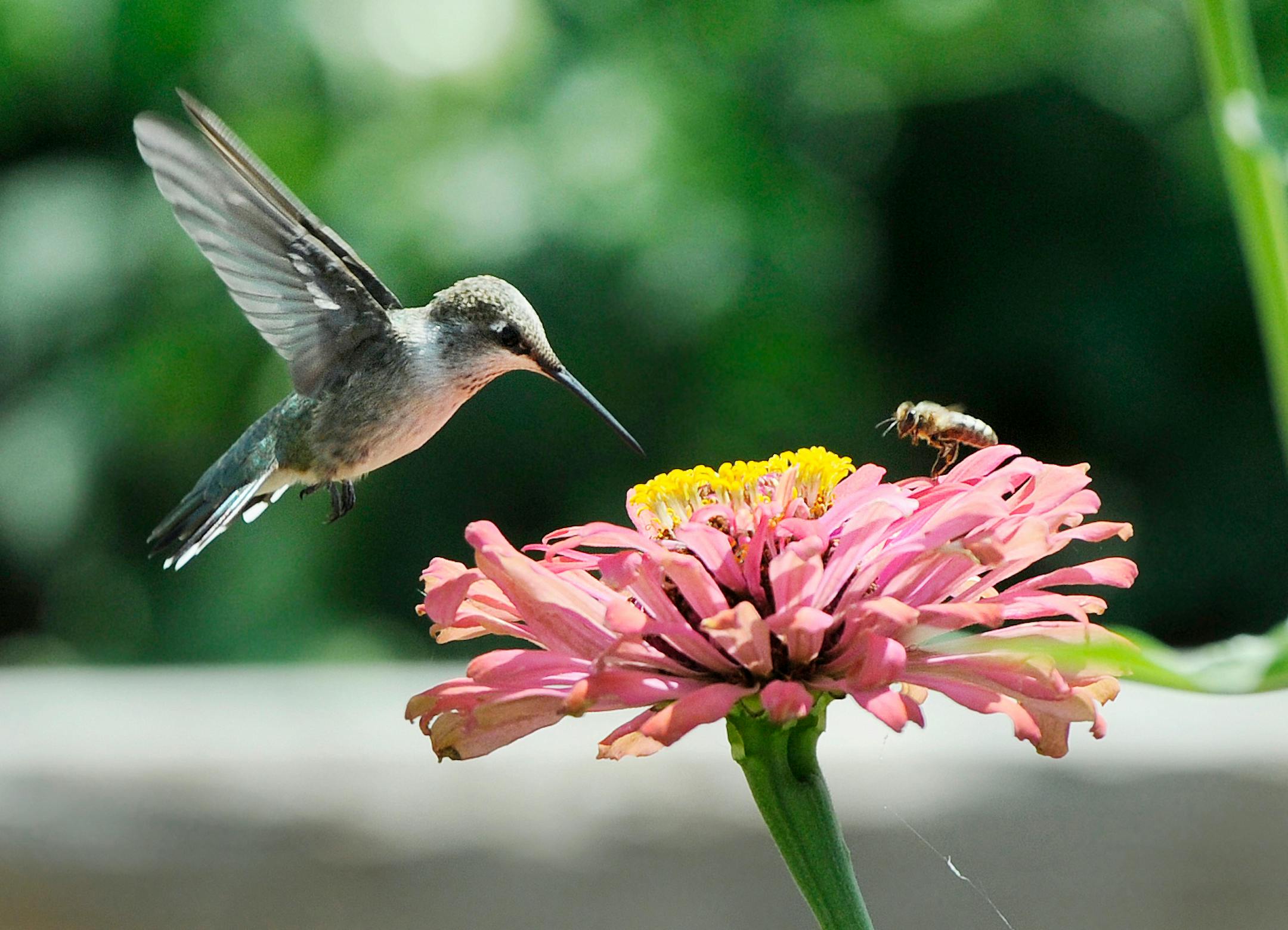 In this photo taken Tuesday, Aug. 4, 2015, a hummingbird and a bee pollinate a flower at the Veterans Therapeutic Gardens in Caldwell, Idaho. (Adam Eschbach/The Idaho Press-Tribune via AP) MANDATORY CREDIT
