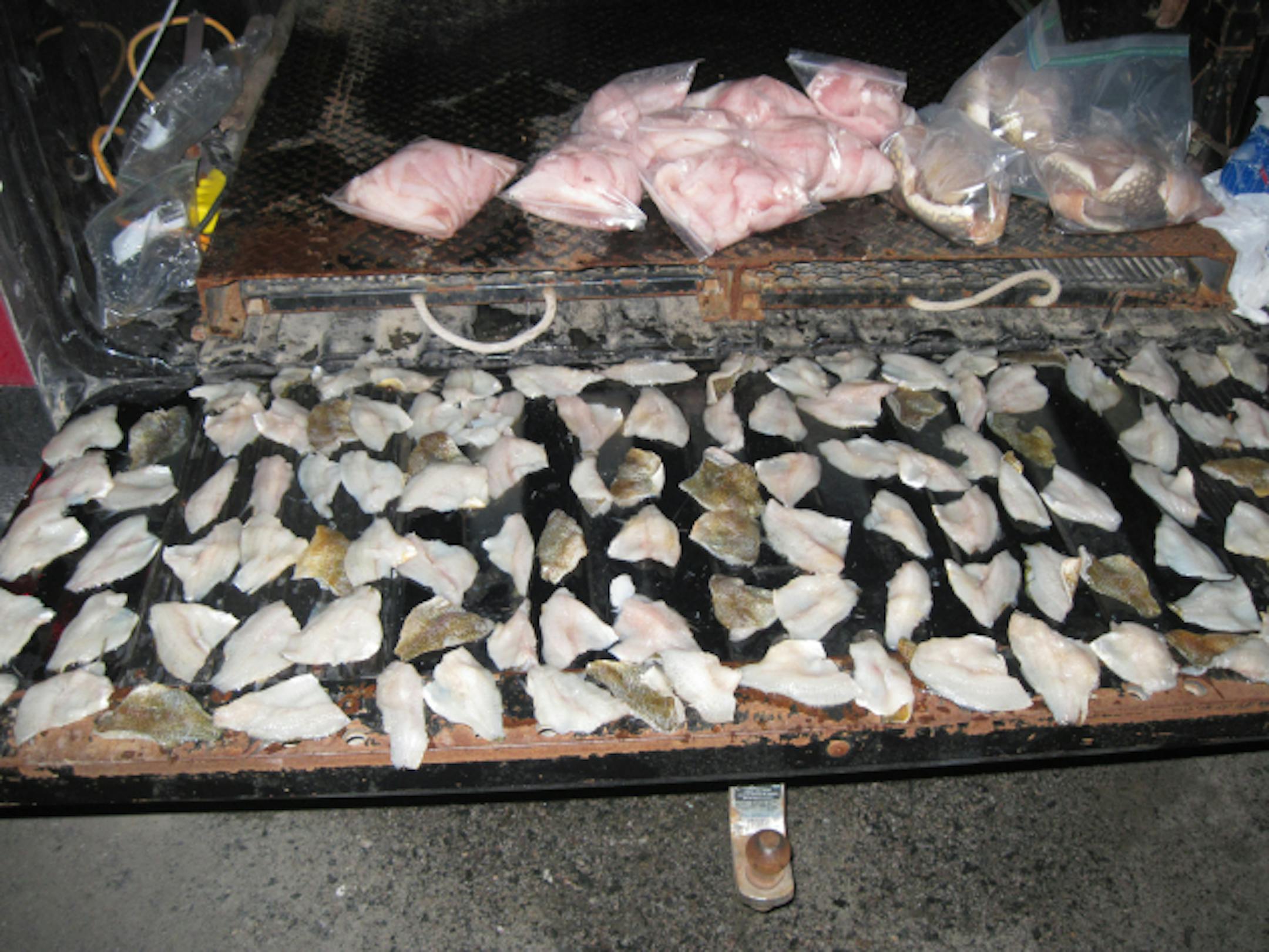 Fish seized recently in an over-limit bust on the Rainy River.