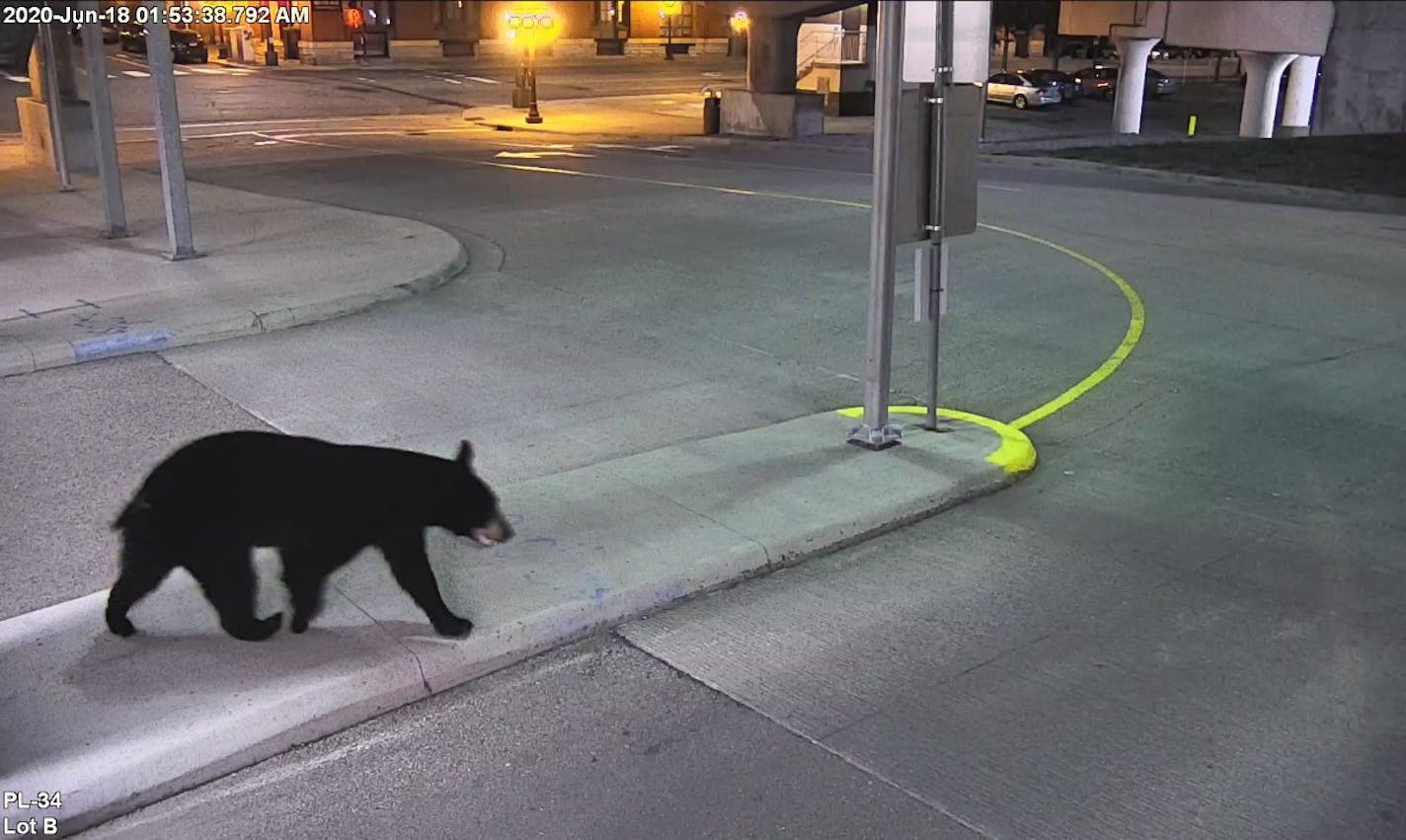 Union Depot photo: A bear was spotted at St. Paul's Union Depot on Friday.