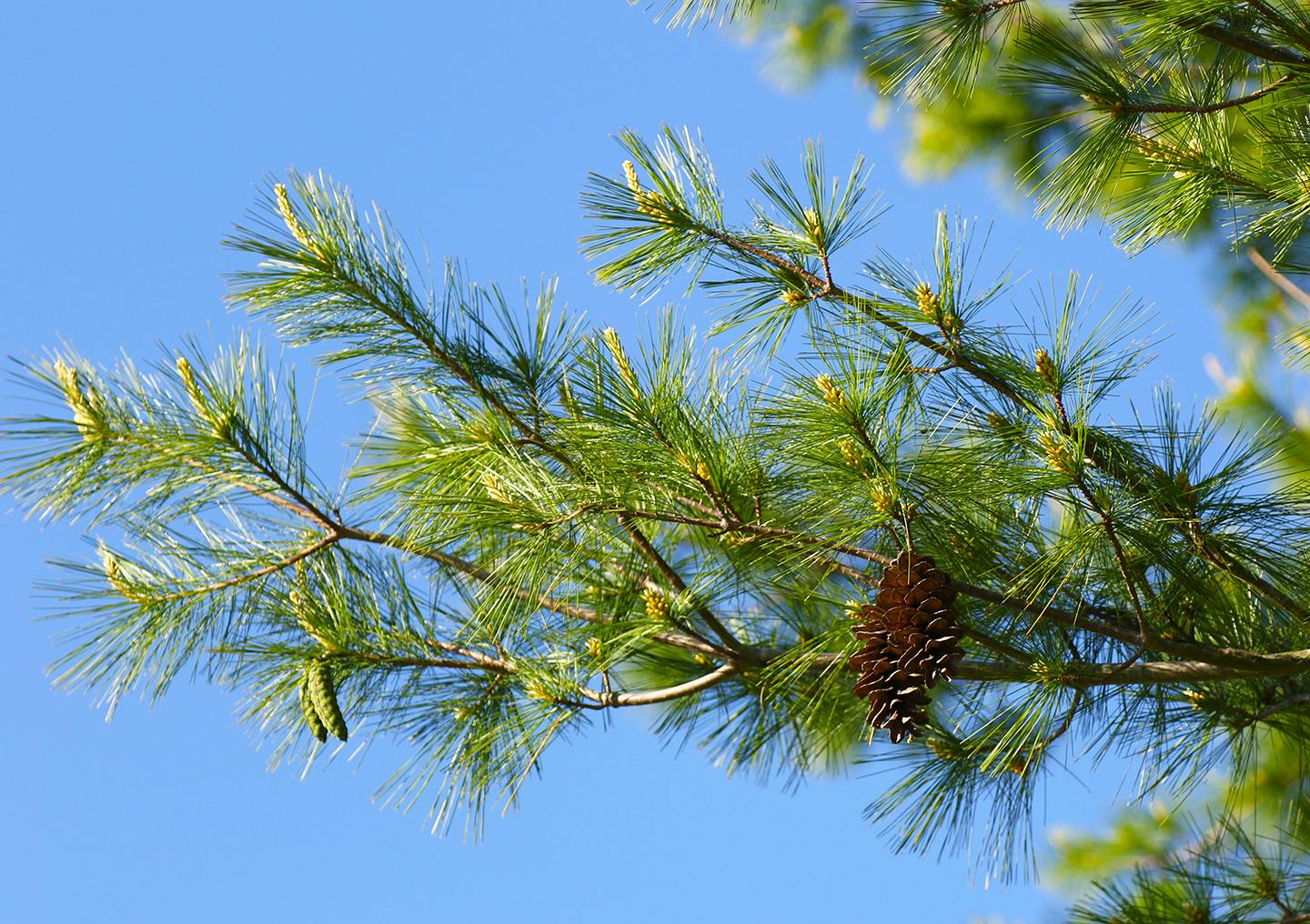 An Eastern white pine tree.