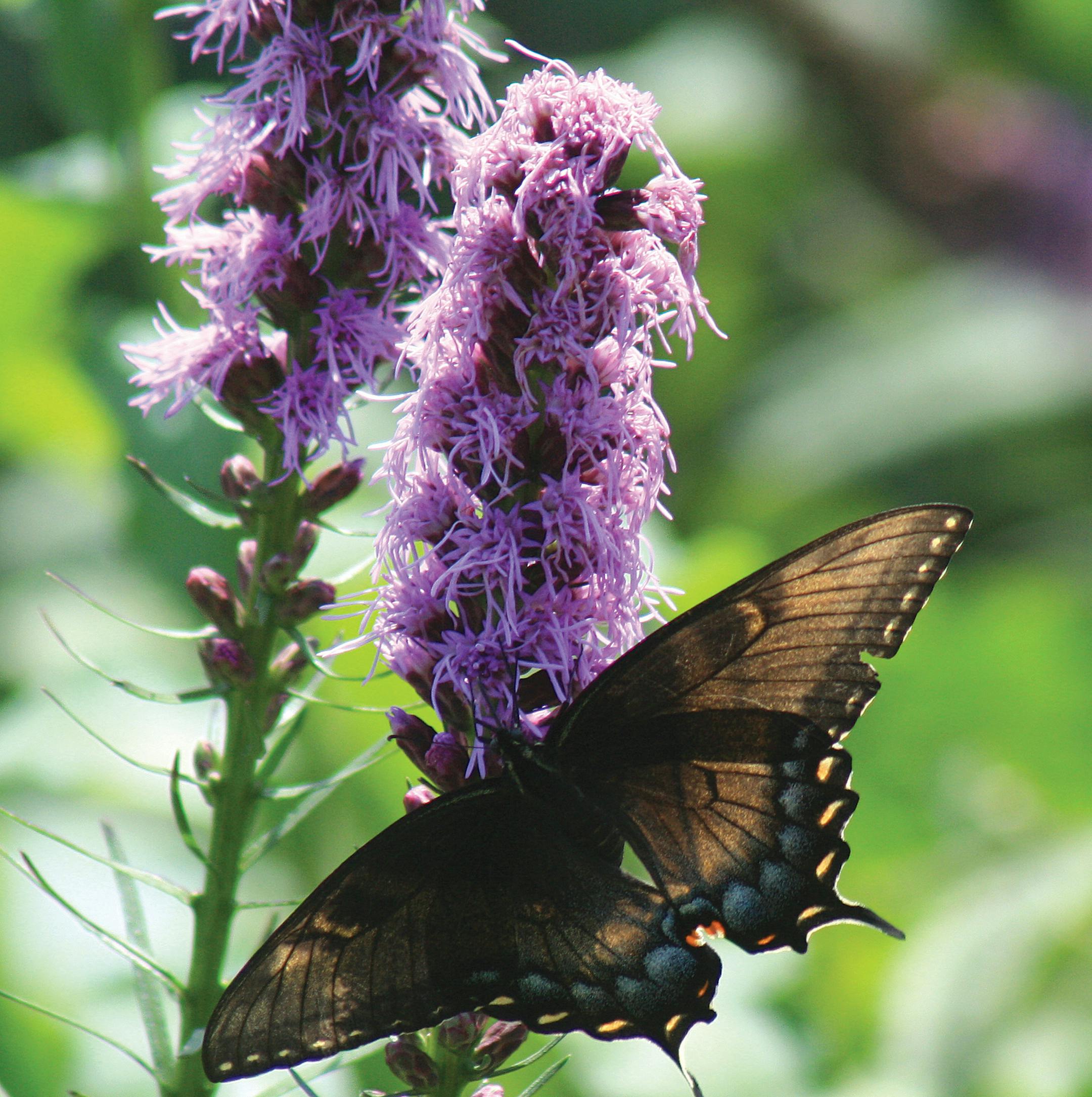Whenever possible, plant native. The purple spikes of blazing star (liatris) are magnets for bees and butterflies. This plant is native to the 48 states in the contiguous U.S. (Midwest Groundcovers/Handout)