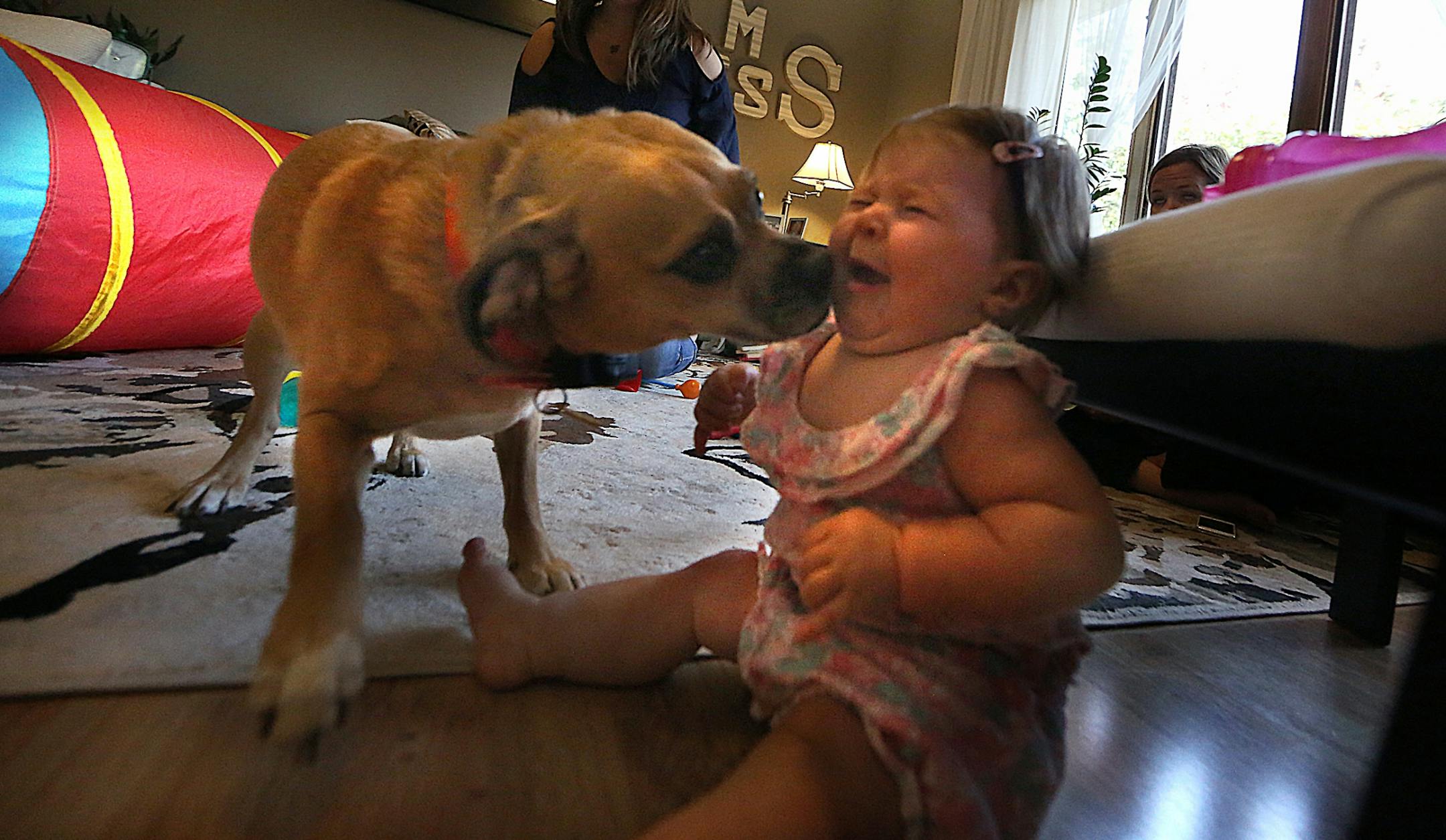 A puppy named Morris greeted Gina Duchene�s 18-month-old baby, Ellie.