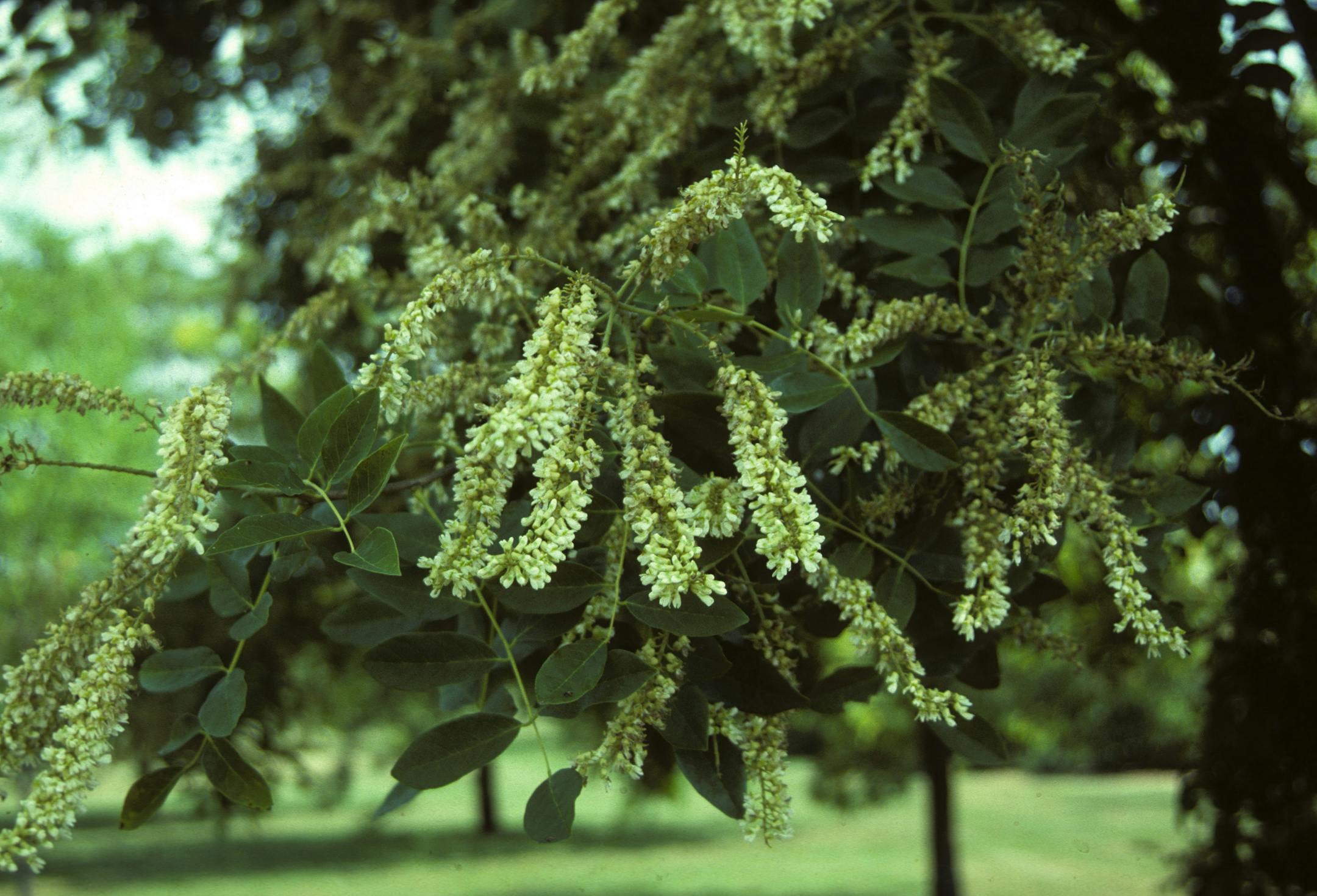 "Summertime" amur maackia (Maackia amurensis) was introduced by the University of Minnesota Agricultural Experiment Station in 2001. It rarely tops 25 feet.