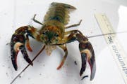 The state received 10 Signal crayfish not native to Minnesota from Lake Winona near Alexandria in Douglas County this fall. Hopefully there are no mor