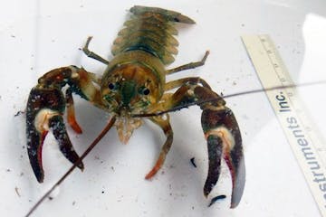 The state received 10 Signal crayfish not native to Minnesota from Lake Winona near Alexandria in Douglas County this fall. Hopefully there are no mor