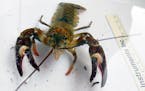 The state received 10 Signal crayfish not native to Minnesota from Lake Winona near Alexandria in Douglas County this fall. Hopefully there are no mor