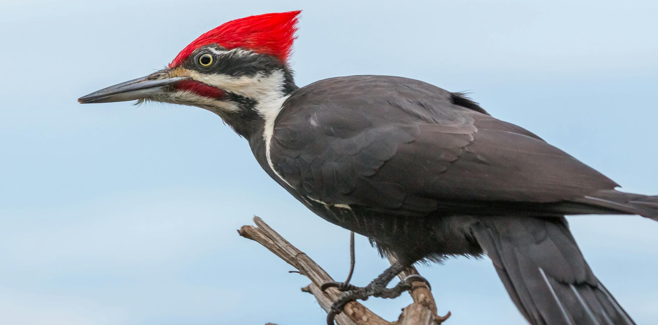 Piliated wood pecker stands on a branch looking for food.