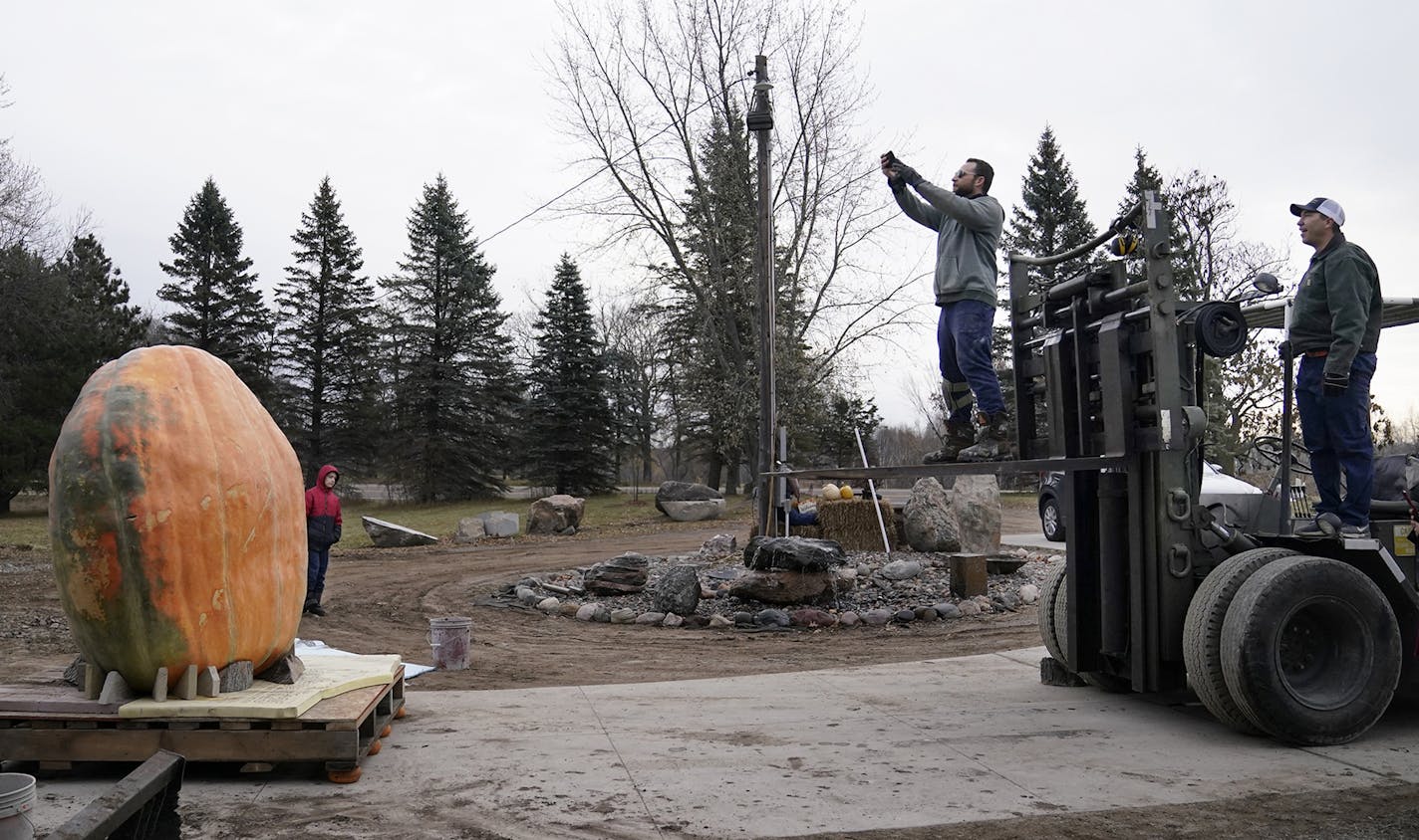 Champion pumpkin grower Travis Gienger, right, used a giant forklift and skid steer to get the pumpkin upright for carving as carver Michael Rudolph got a high angle to photograph the behemoth gourd Friday in Nowthen.