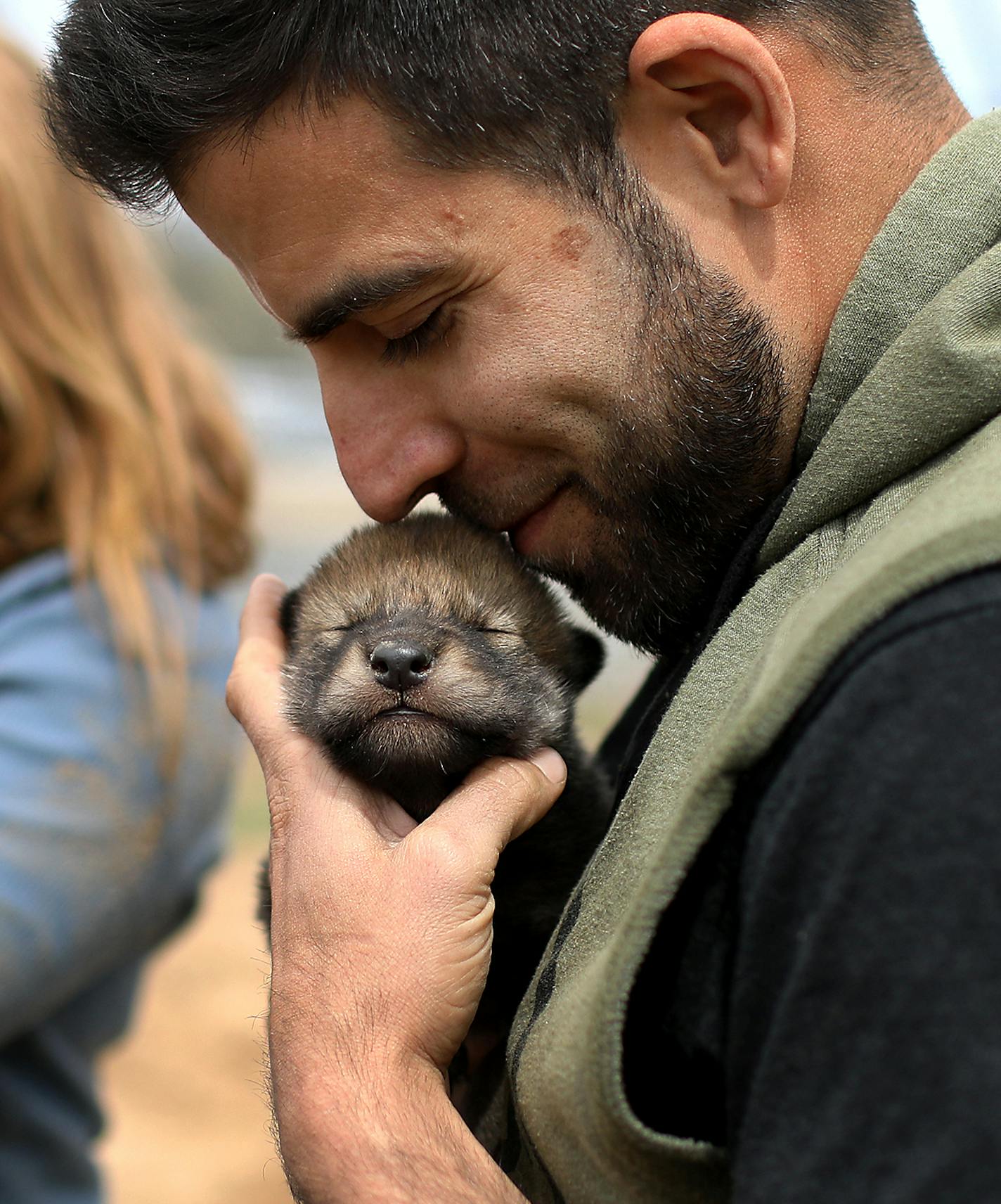 University of Arizona researchers are doing behavioral work with wolf puppies at the Wildlife Science Center in Anoka County. Here, Megan Callahan-Beckel, the daughter of wolf expert Peggy Callahan, executive director at the Wildlife Science Center, left, and Tyler Noble, Wildlife Science Center volunteer, each hold a young wolf pup after Callahan-Beckel had crawled into a wolf den to retrieve the wolf pups that would several weeks later undergo behavioral testing and seen Thursday, May 10, 2018