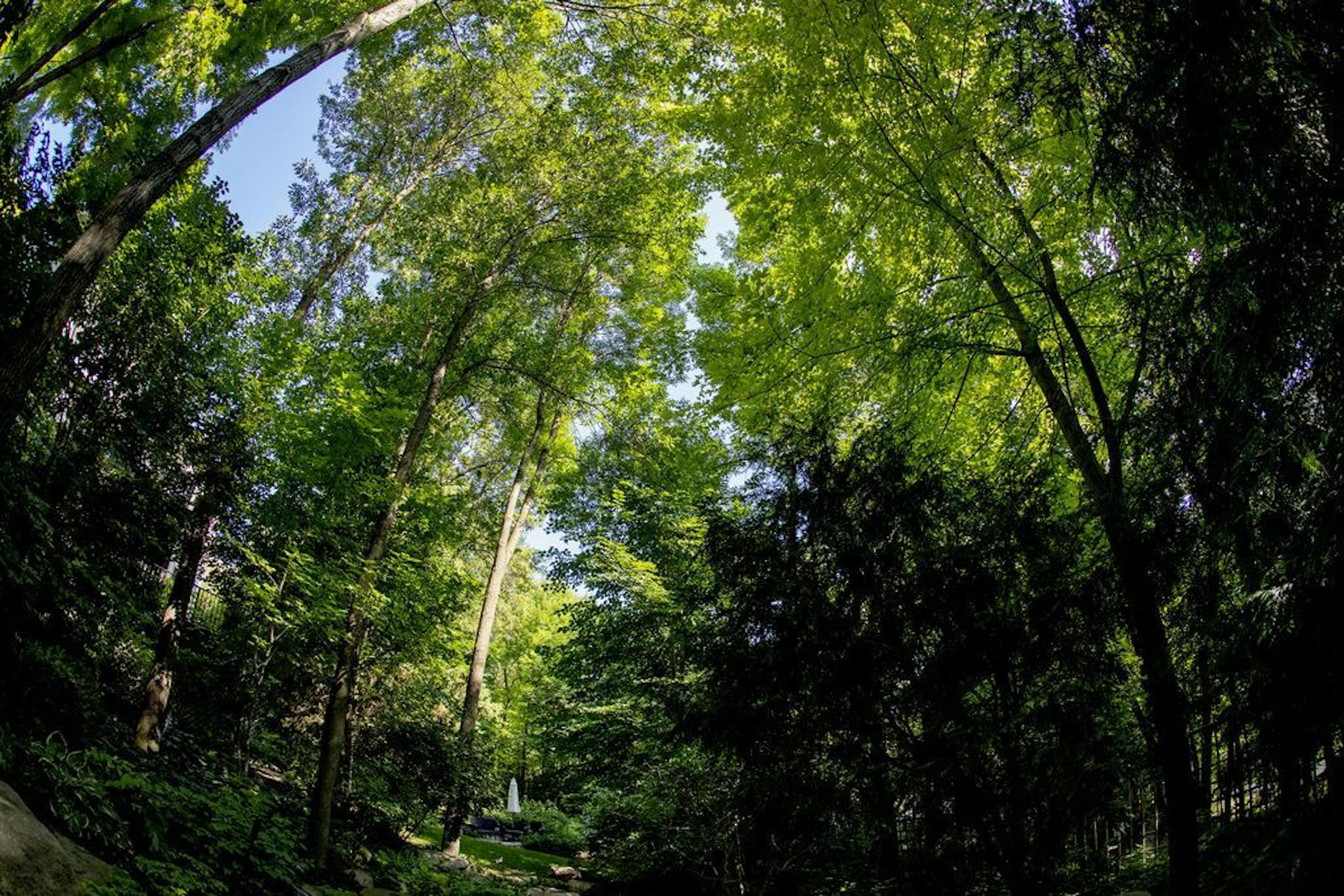 The tree canopy in the woodland garden.