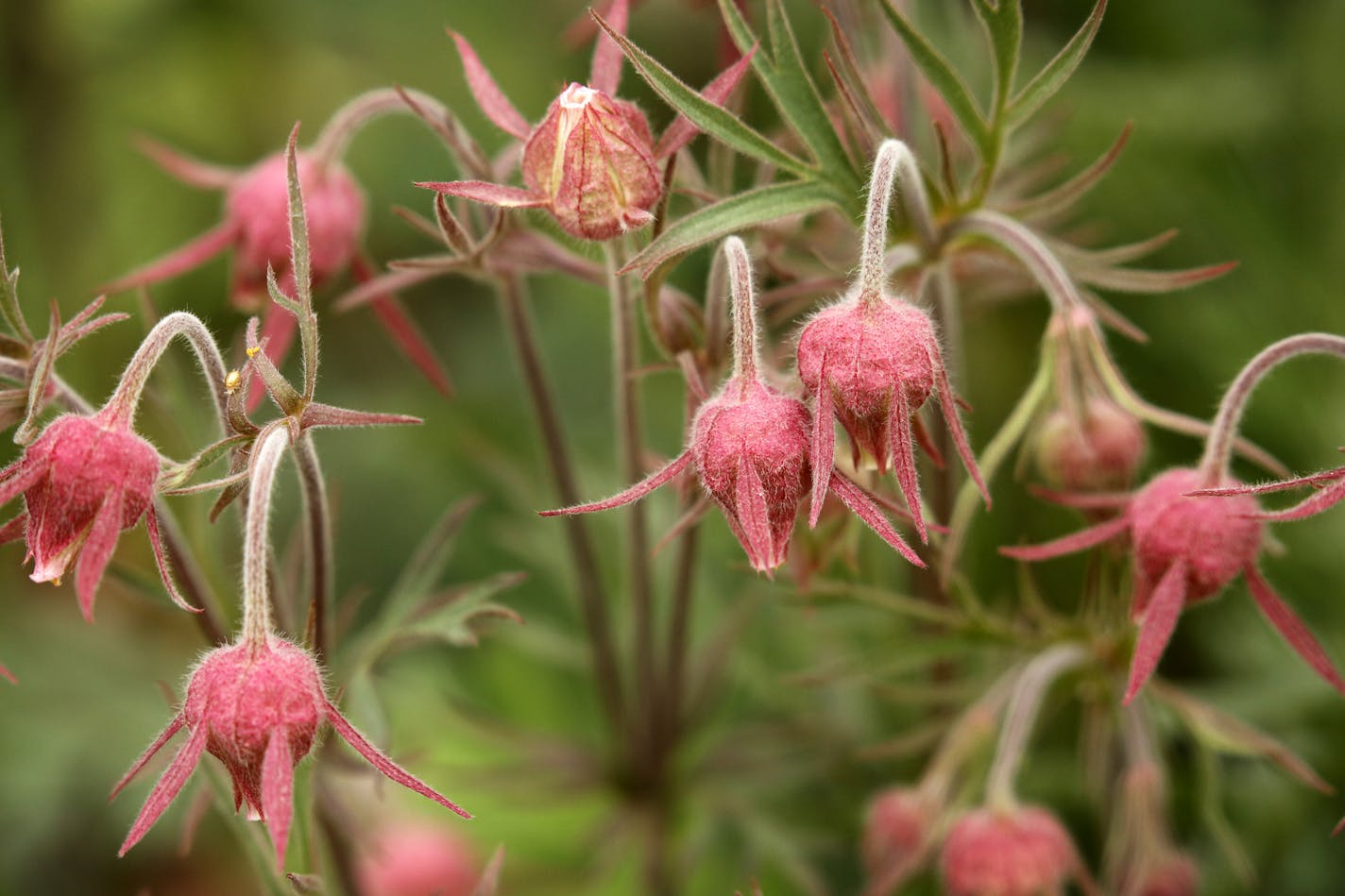 Pat Stevesand's yard and gardens attract Monarch and American Lady butterflies, hummingbirds, bees and other pollinators in summer. She likes it that way. That's why she has planted native plants. This is prairie smoke. ] Brian.Peterson@startribune.com Burnsville, MN - 5/12/2015