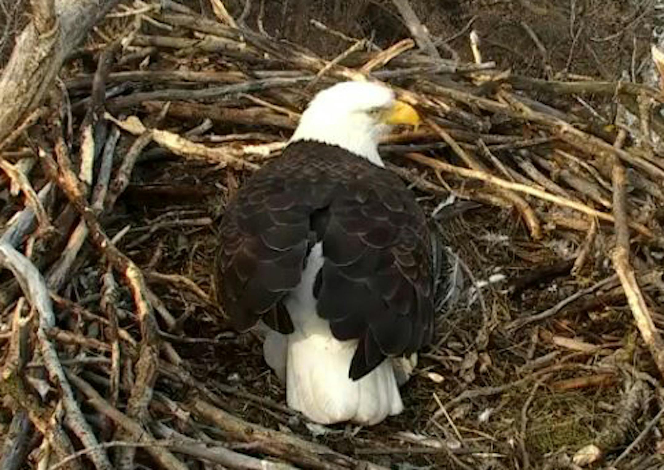 Screengrab from eaglecam