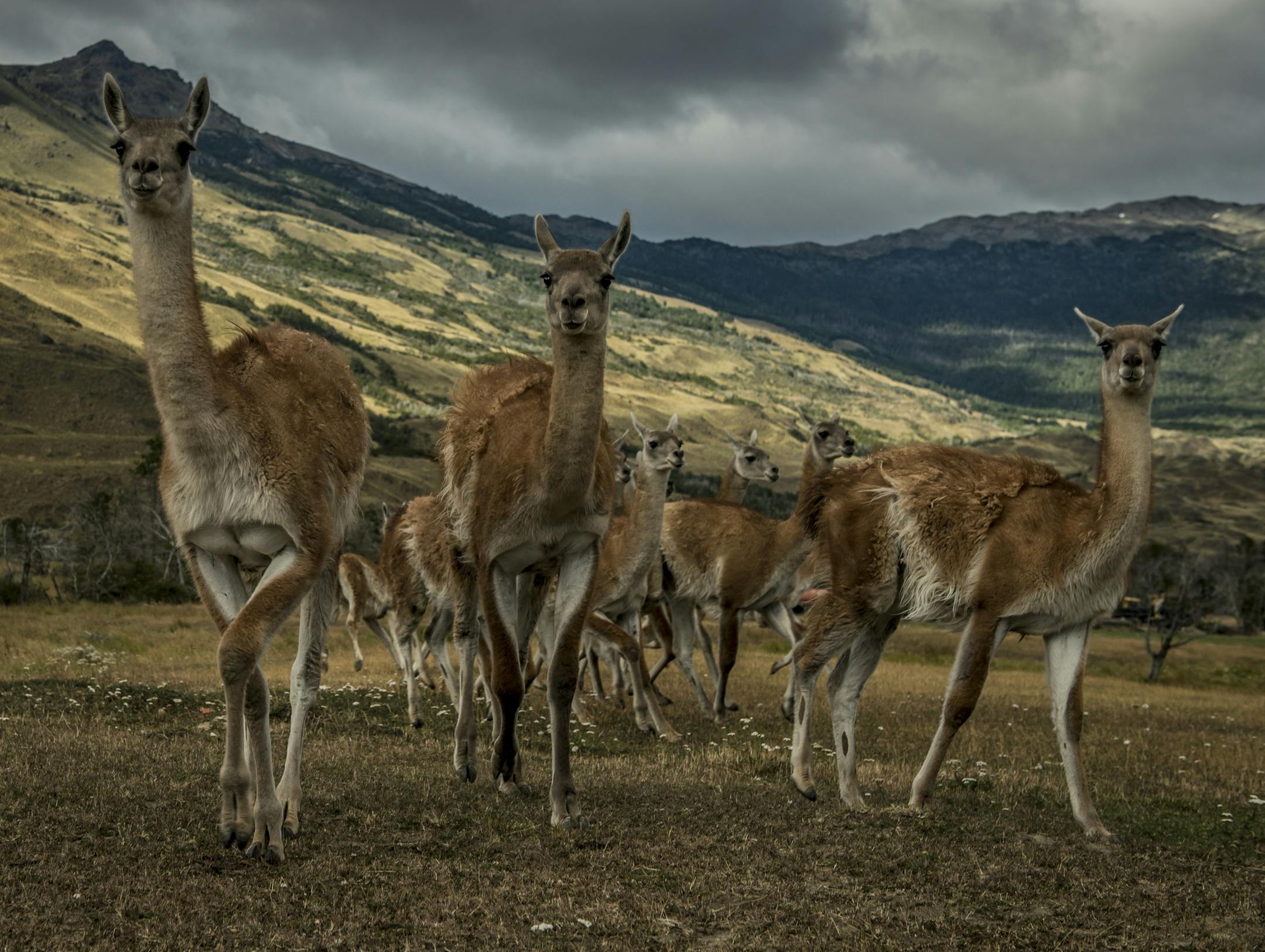 Guanacos, a camelid native to South America, in the Chacabuco Valley, in the heart of the new Patagonia National Park in Chile, Jan. 29, 2018. The park is the brainchild of Kristine McDivitt Tompkins and her husband, Douglas Tompkins, who founded The North Face and Esprit clothing companies, and starting in 1991, put $345 million — much of his fortune — buying large swaths of Patagonia. (Meridith Kohut/The New York Times)