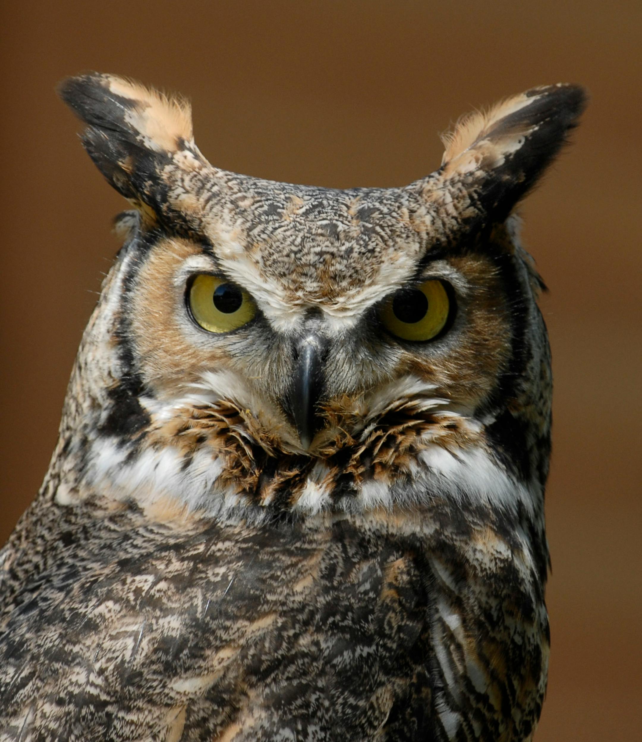 Great horned owl