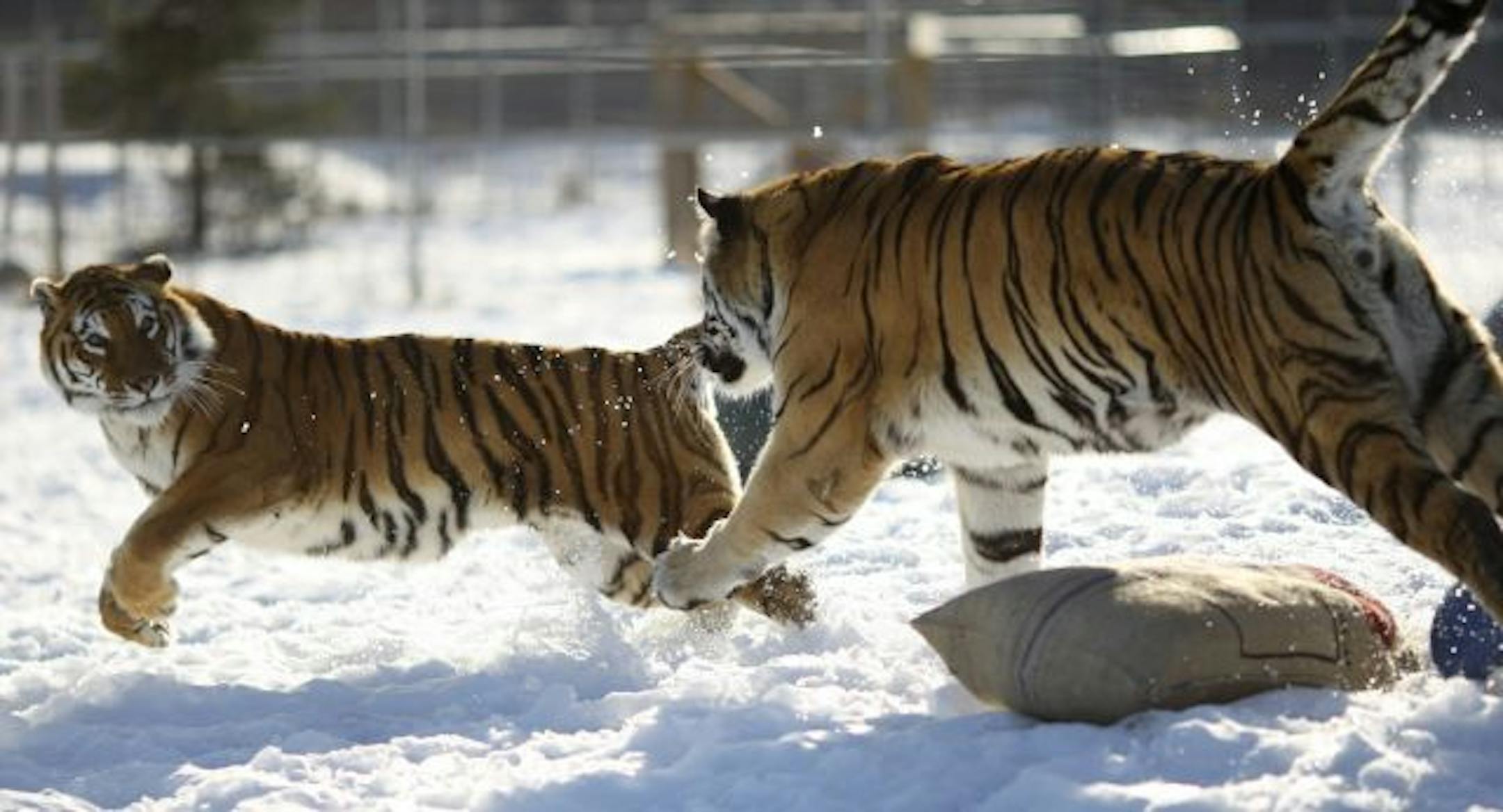 Lily looked back at Titan as they chased each other around their compound while playing Tuesday afternoon.