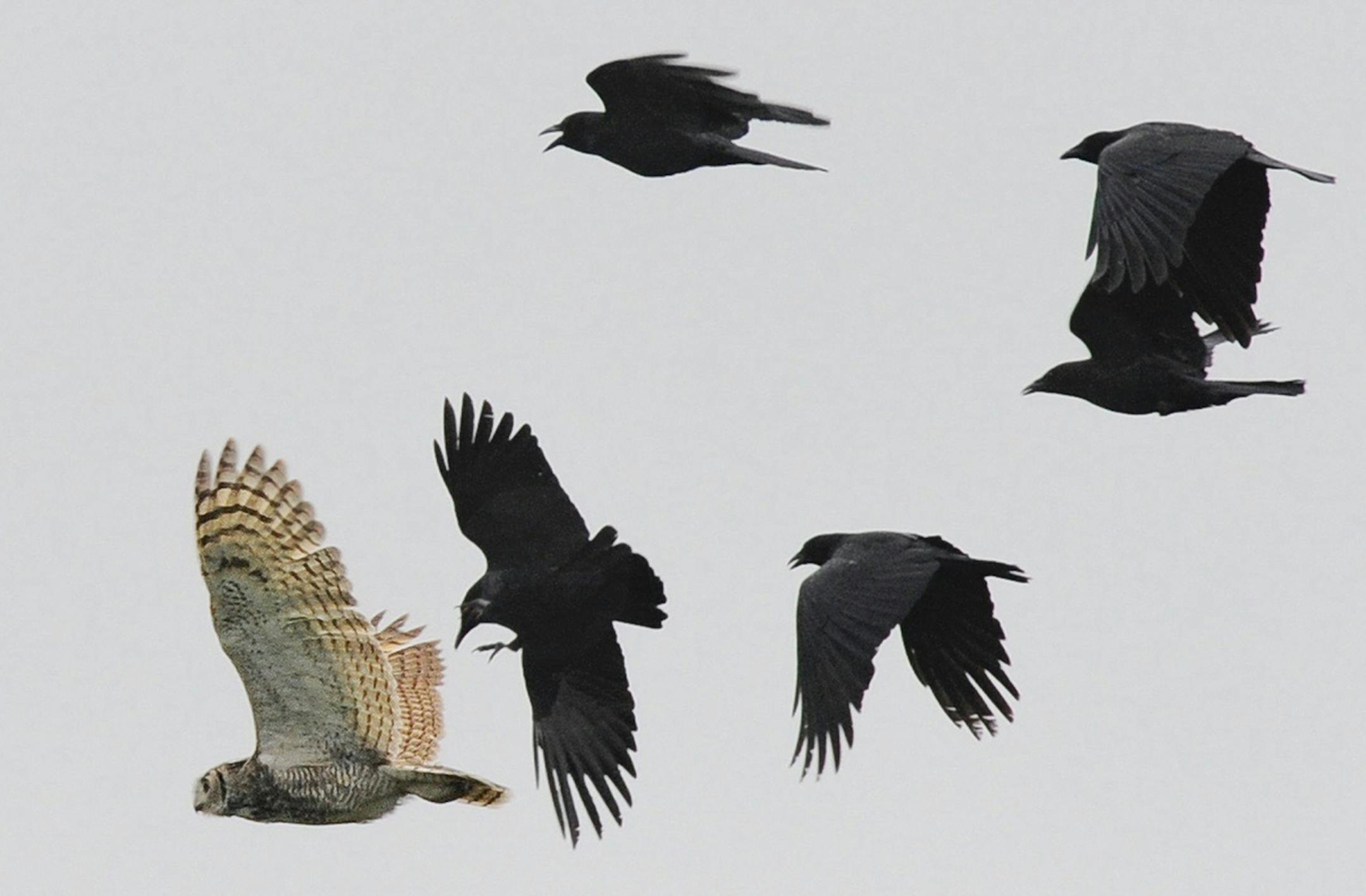 Crows swooping over a barred owl are sending a message.