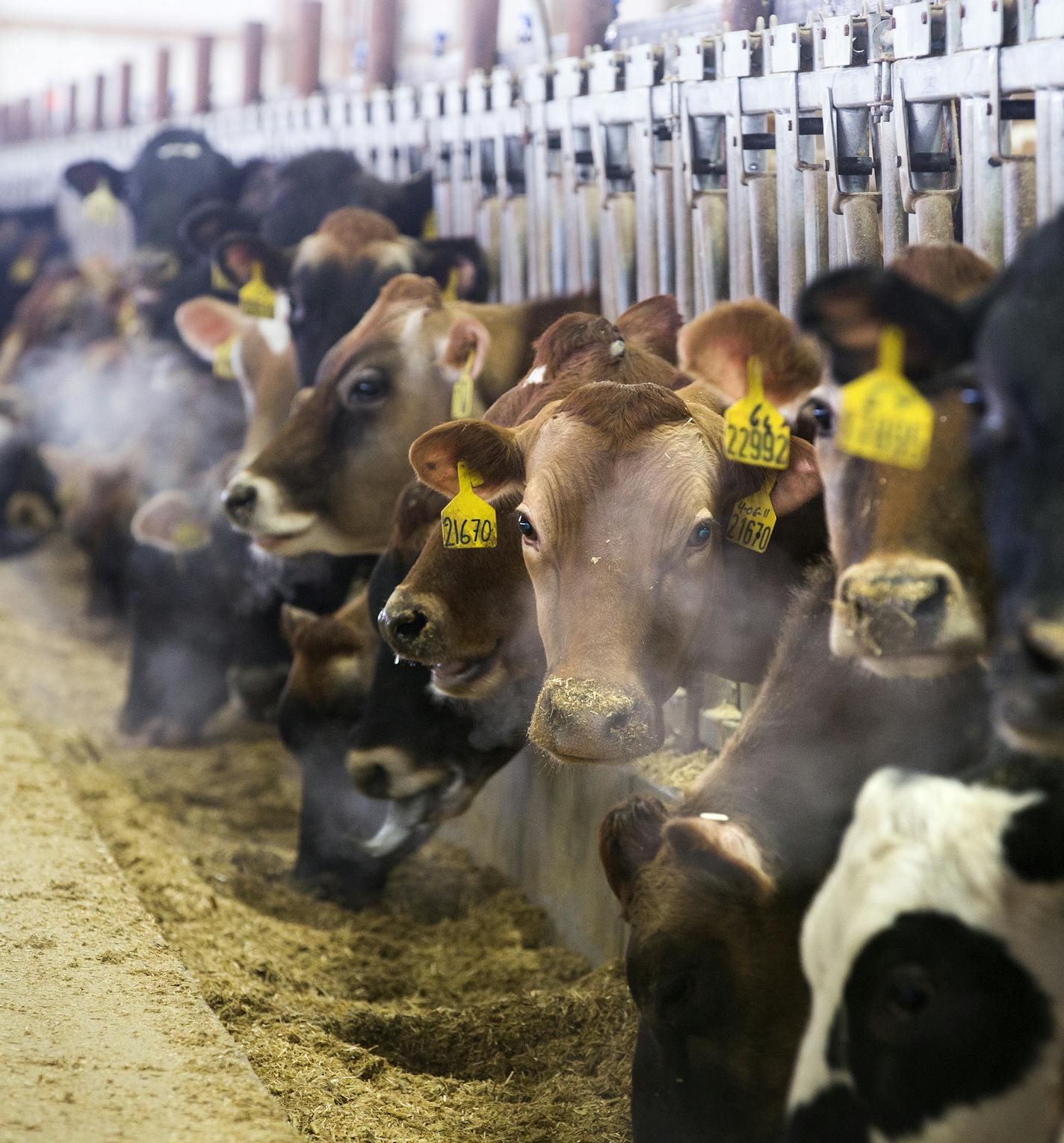 Pregnant cows inside the maternity barn at Riverview Dairy in Morris, Minn. on Monday, February 16, 2015. ] LEILA NAVIDI leila.navidi@startribune.com / BACKGROUND INFORMATION: Riverview Dairy is one of the largest confined animal livestock operations in Minnesota.