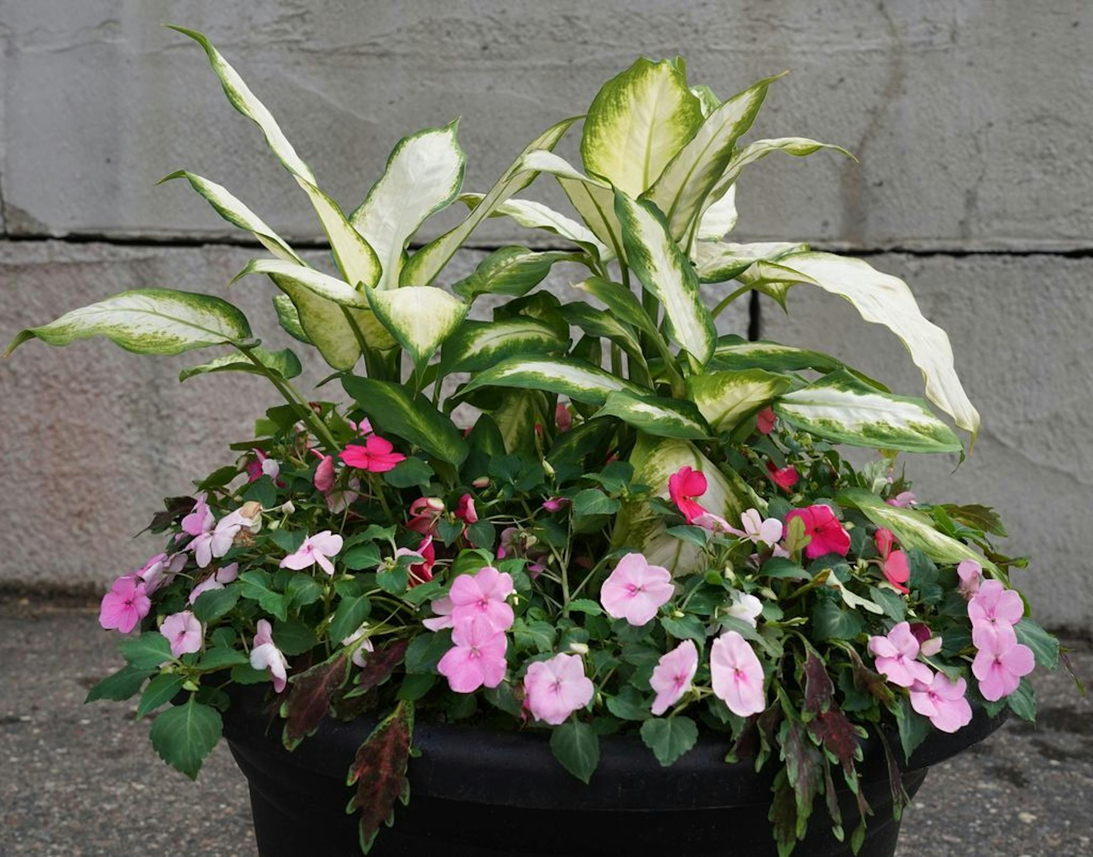 Triple Treat: Shade container garden from Lynde Greenhouse & Nursery.