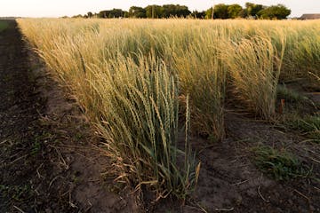 Kernza, a perennial wheat said to have environmental benefits, is shown here. A group of organic farmers is forming what they say is the first Kernza 