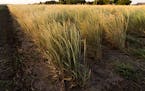 Kernza, a perennial wheat said to have environmental benefits, is shown here. A group of organic farmers is forming what they say is the first Kernza 