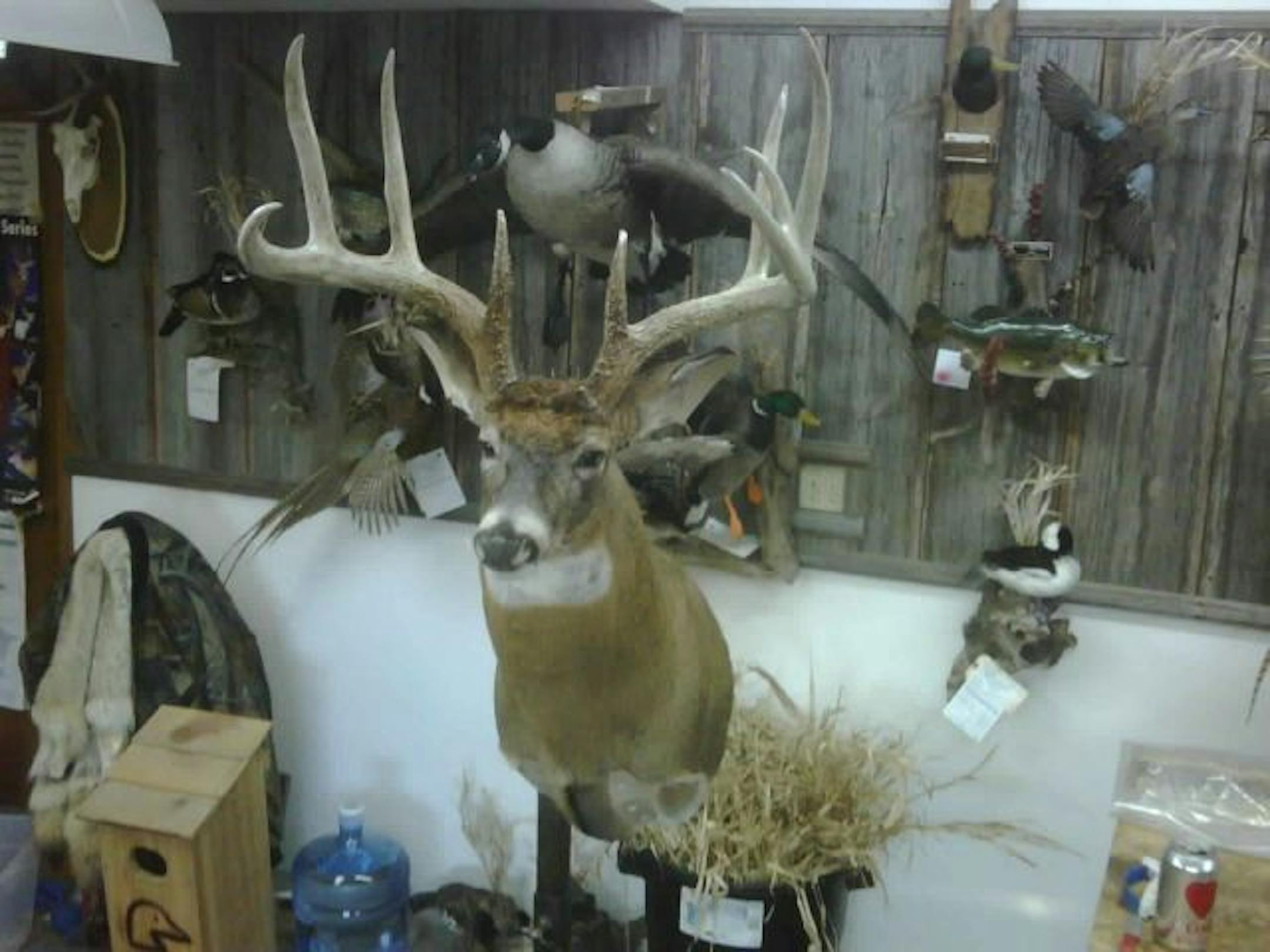 Mounted shed antlers from the monster 8-point buck allegedly poached last year in Goodhue County will be displayed at the Minnesota Deer Classic March 12-14.