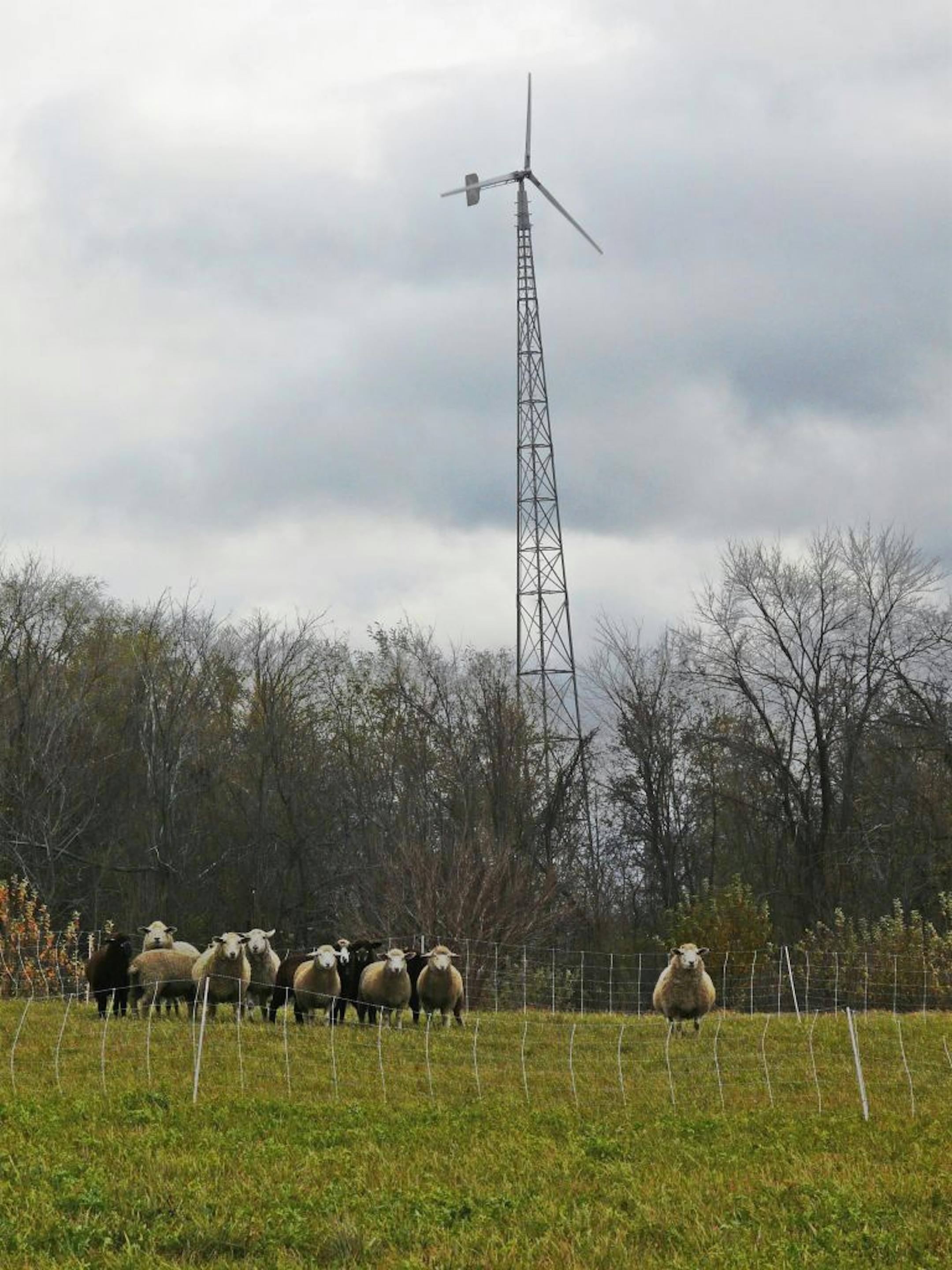 Today's version is this wind generator near the OK Corral, but up on the river bluffs, much higher in ground elevation and much taller, above the tree line -- at the farm of Heidi Morlock and Hans Peterson, in farm country between Jordan and Belle Plaine