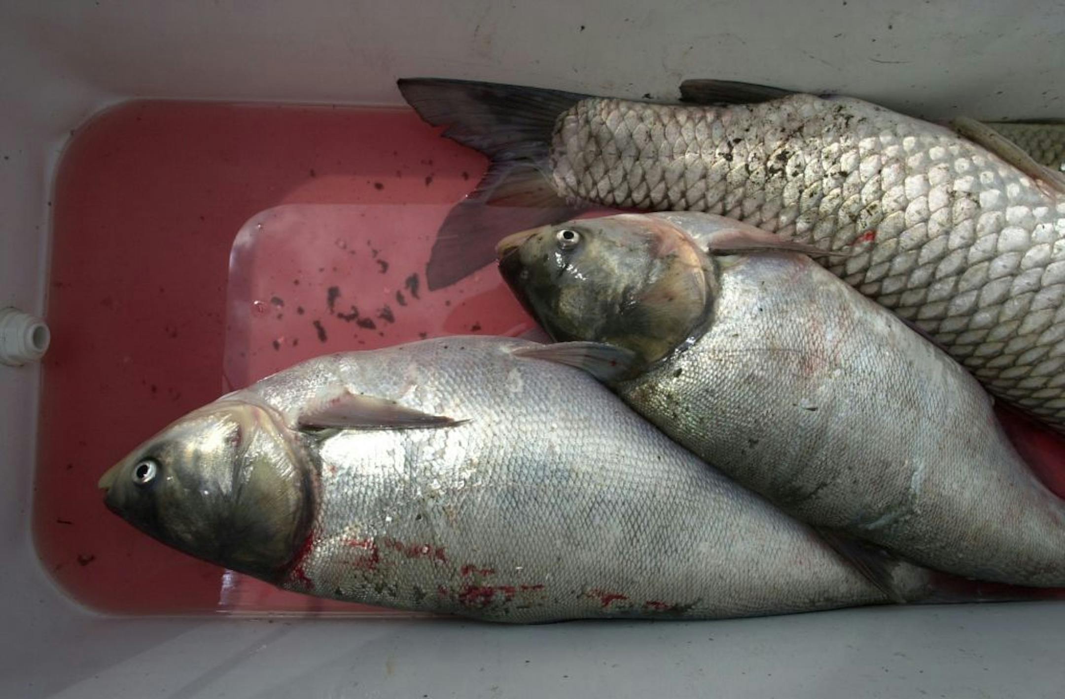 These big Asian silver carp were netted by the U.S. Fish and Wildlife Service in the Illinois River 90 miles southwest of Chicago.
