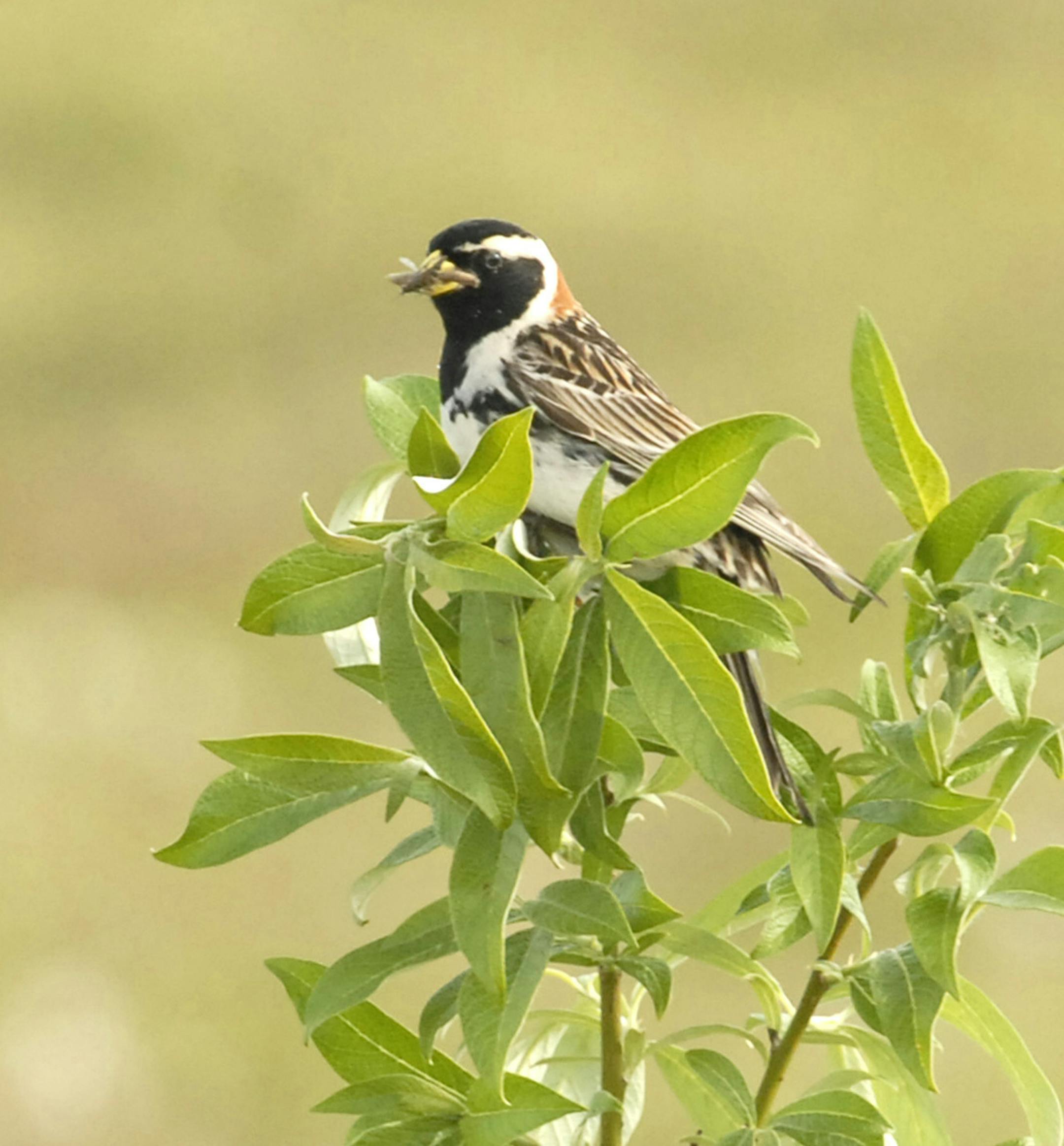 Lapland Longspur has a mouthful of baby food.
Photo by Jim Williams