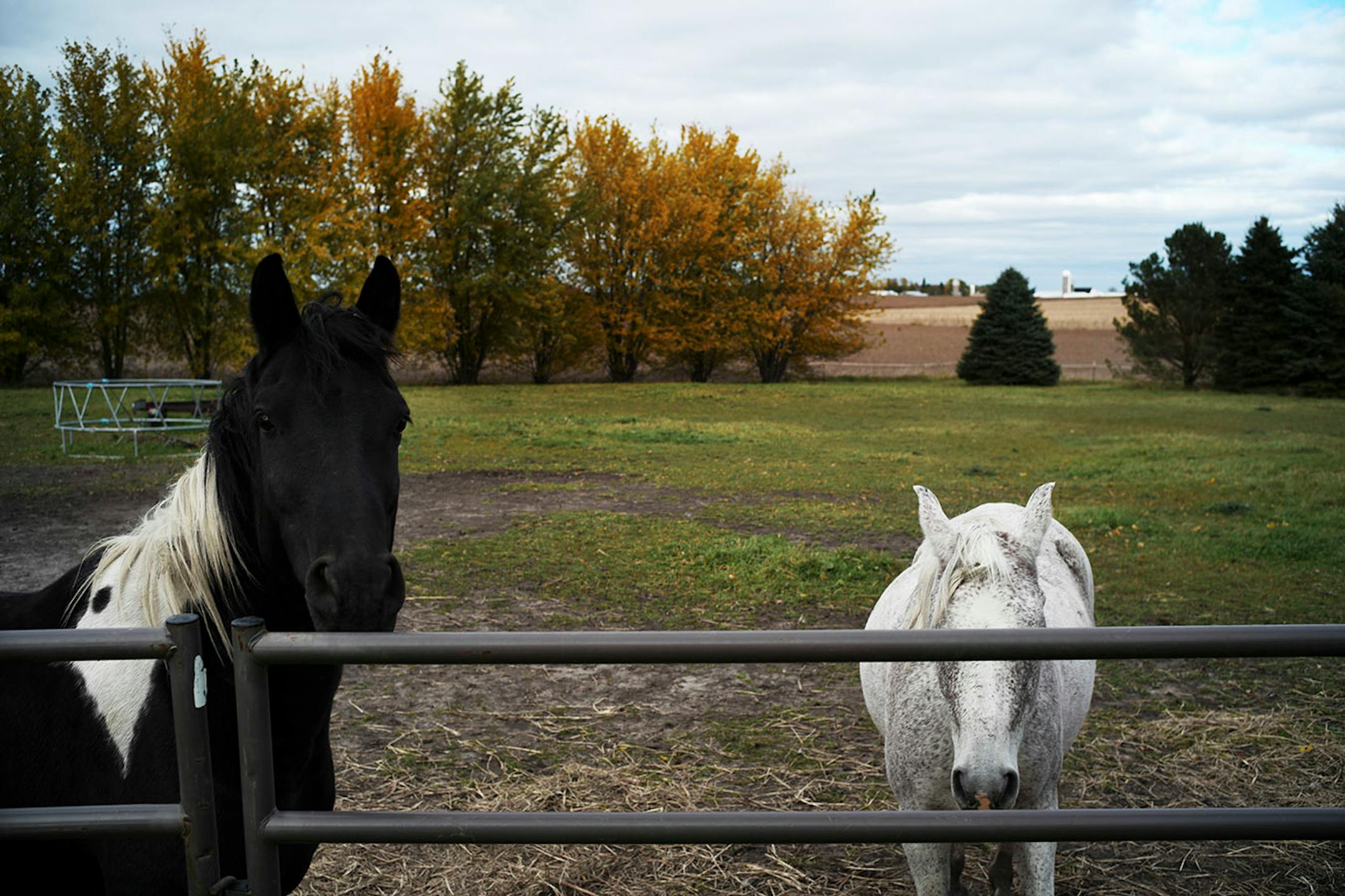 The Klines bought the five-acre property in rural New Prague to have space for their horses to roam.