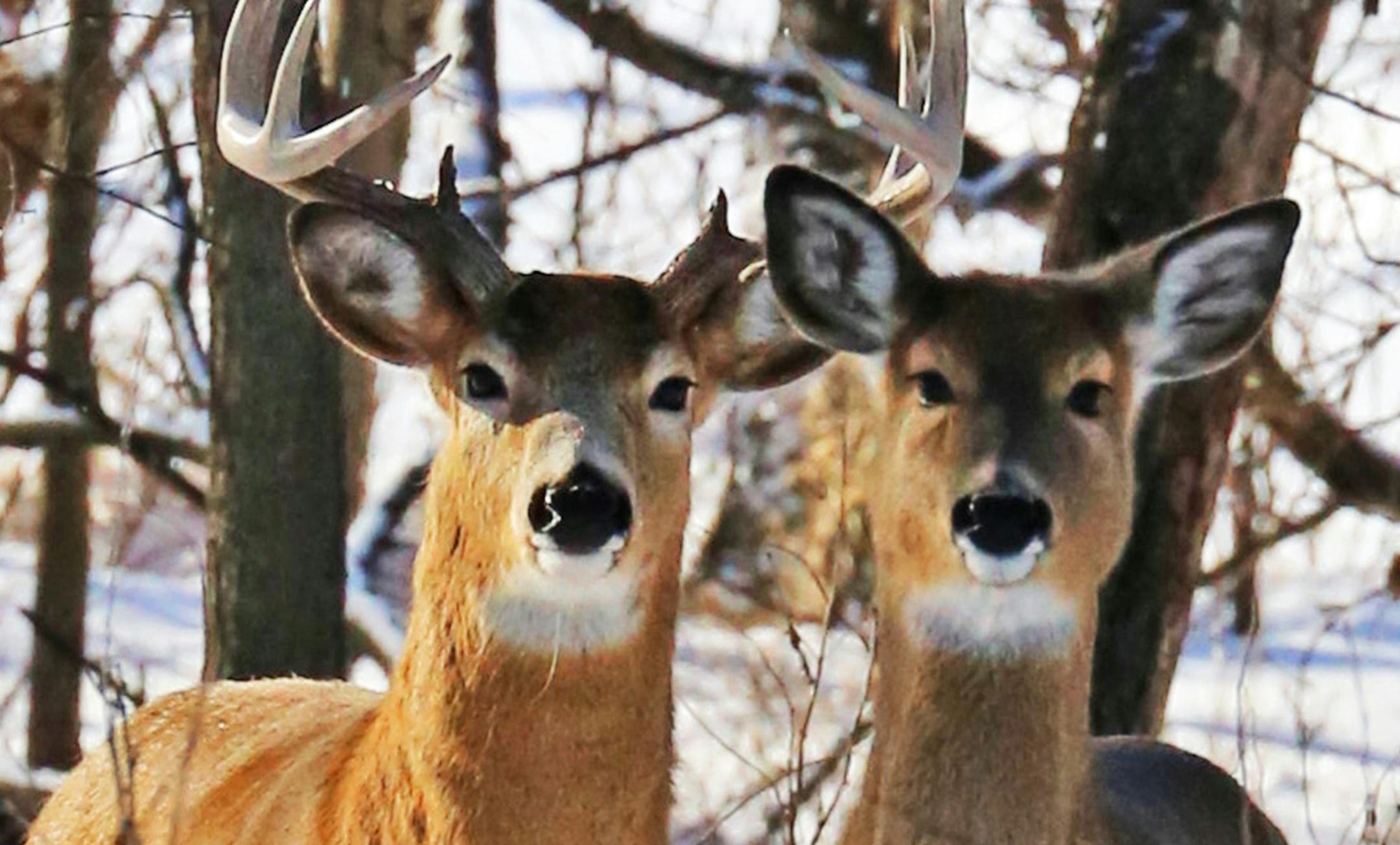 These white-tailed deer in southeast Minnesota appear to be doing well. The animals were photographed on Jan. 12, 2017 in southeast Minnesota, where five deer have been found with chronic wasting disease. (Dennis Anderson/Minneapolis Star Tribune/TNS) ORG XMIT: 1196072