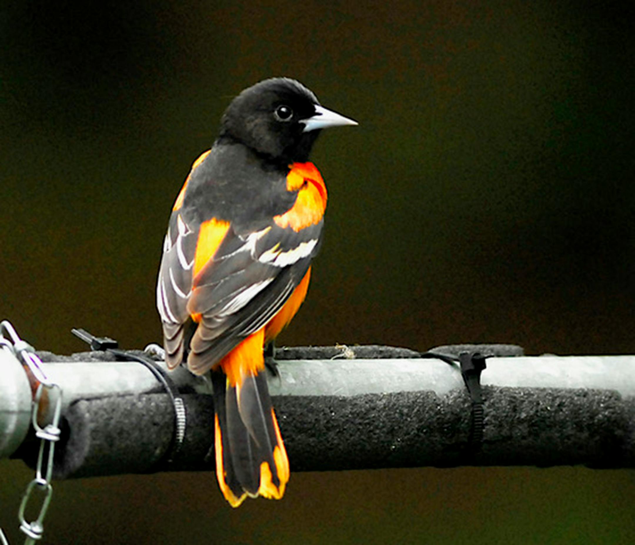 A stunning Baltimore oriole looks back.Jim Williams photo