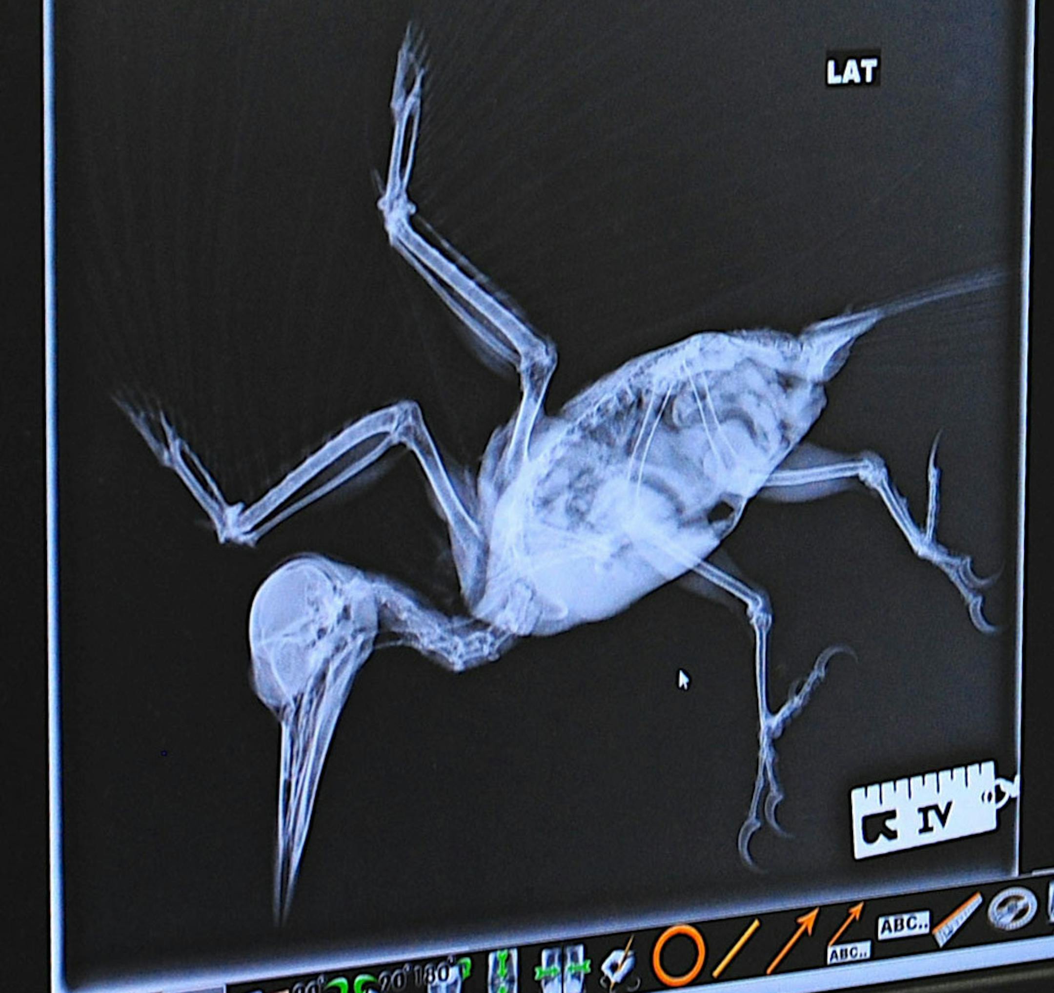 X-ray of pileated woodpecker taken at Wildlife Rehabilitation Center by Jim Williams, special to the Star Tribune