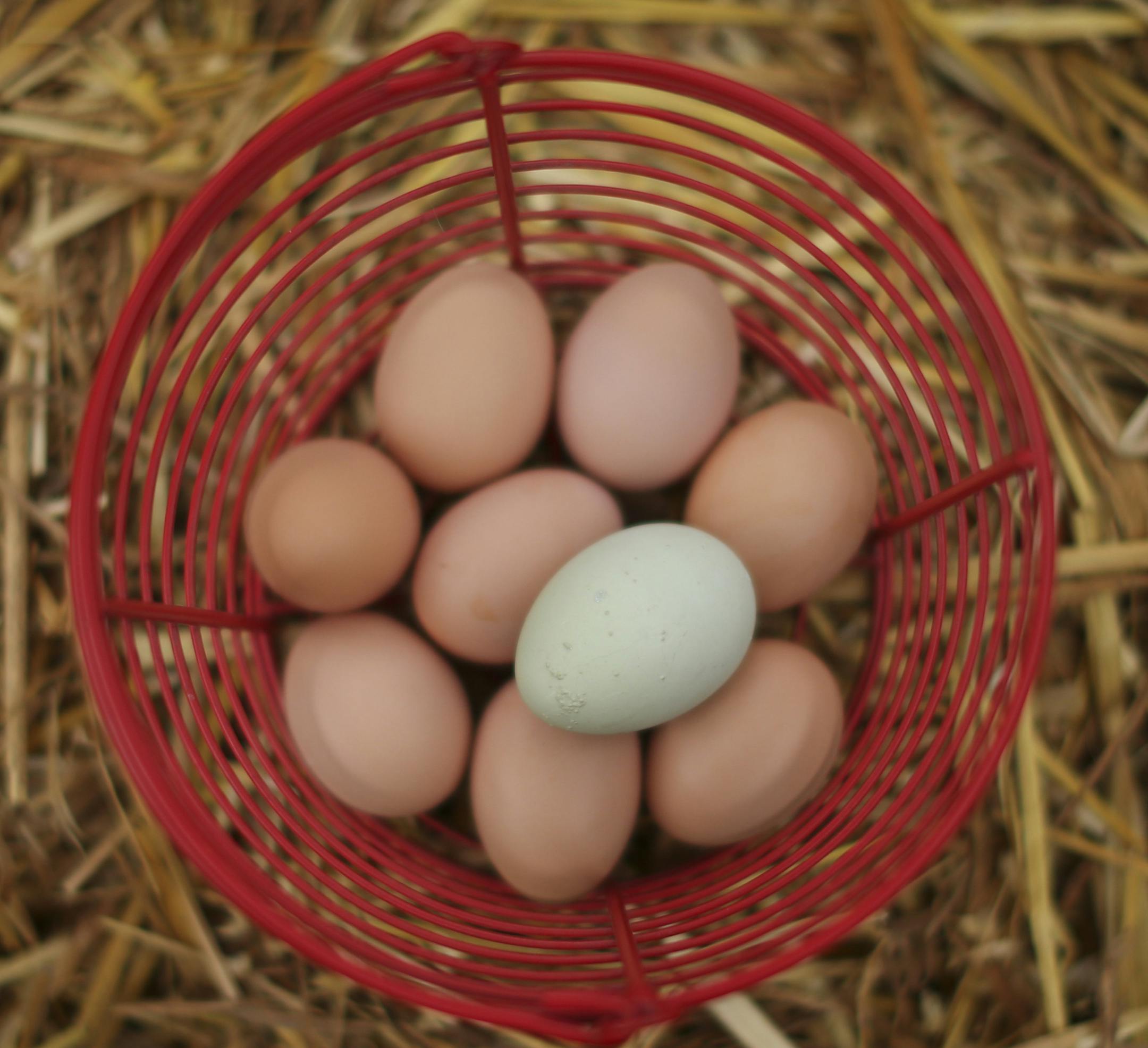 A basket of eggs from the backyard coop of Devon Anderson and Michael McNally of Minneapolis, including a blue one laid by their Ameraucana, Cheryl. ] JEFF WHEELER • jeff.wheeler@startribune.com Chickens kept in backyard coops in Minneapolis produce an astonishing range of egg colors. These eggs were photographed Wednesday, March 16, 2016 in Minneapolis. An egg from the coop of ] JEFF WHEELER • jeff.wheeler@startribune.com Who needs to dye eggs this time of year when chickens kept