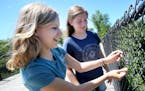Friends Sidney Cater, left, and Emily Meyer, both 15, from Hastings, add a lock to the &#xec;Love locks&#xee; that adorn a chain link fence over the V
