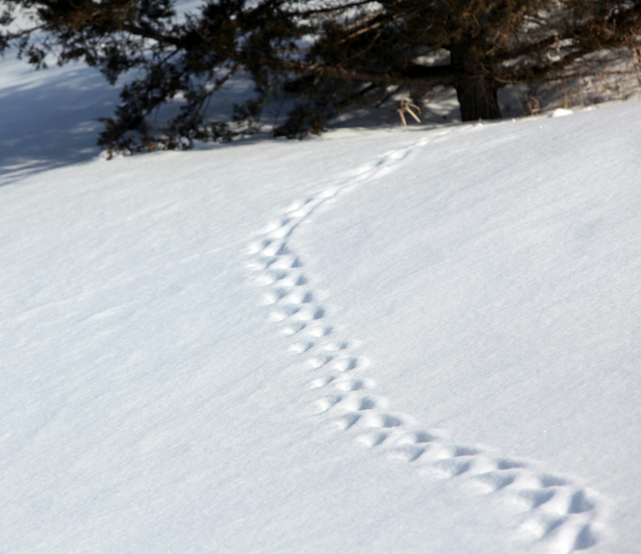 Animal tracks trailed off land.